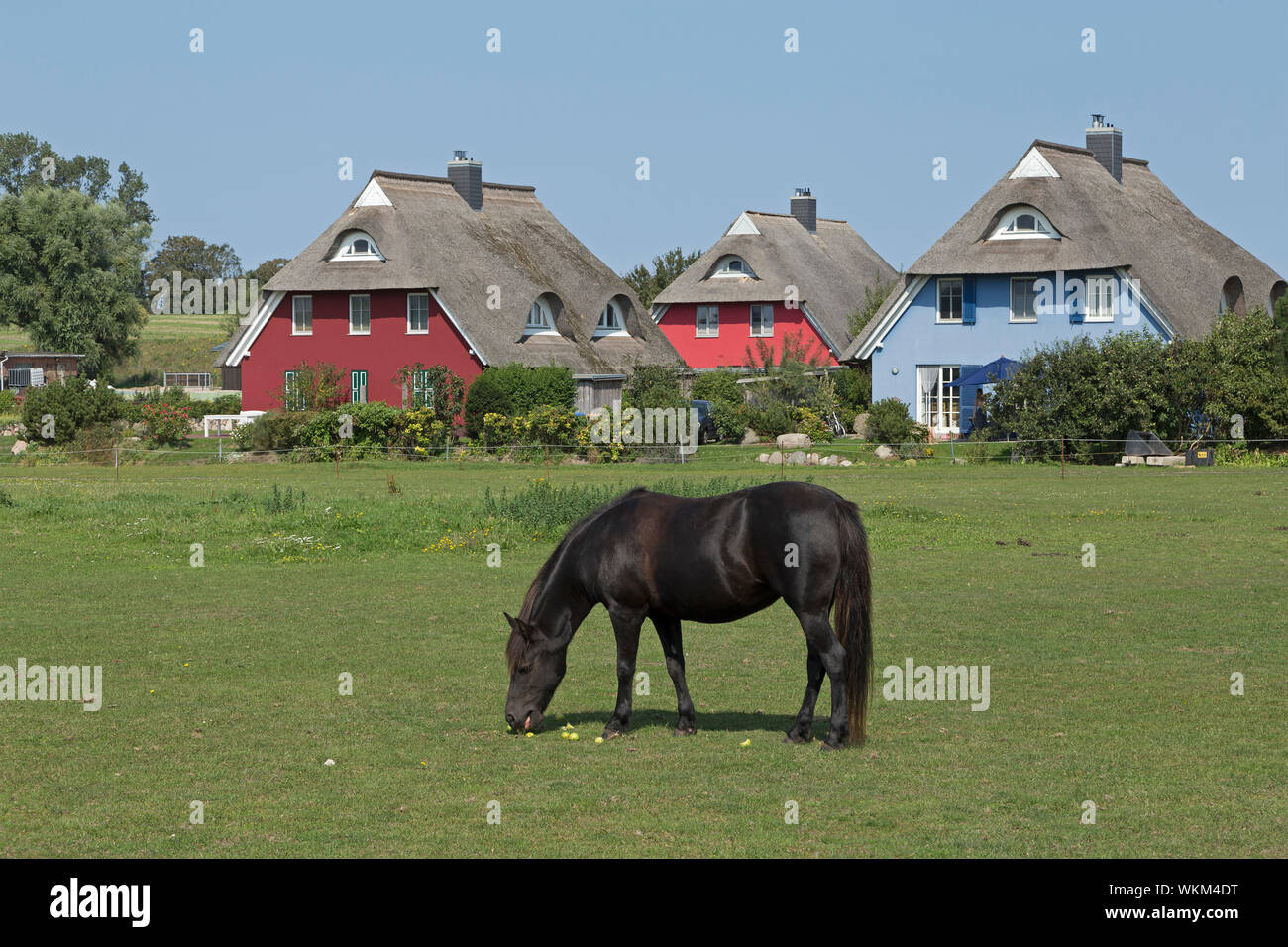 pony and thatched houses, Ahrenshoop, Mecklenburg-West Pomerania, Germany Stock Photo