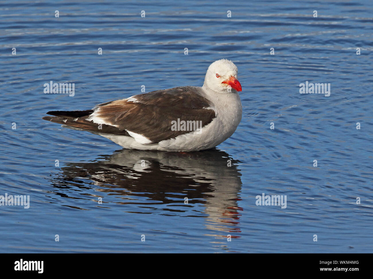 Dolphin Gull (Larus scoresbii) sub-adult standing in shallow water bathing  Tierra del Fuego, Chile            January Stock Photo