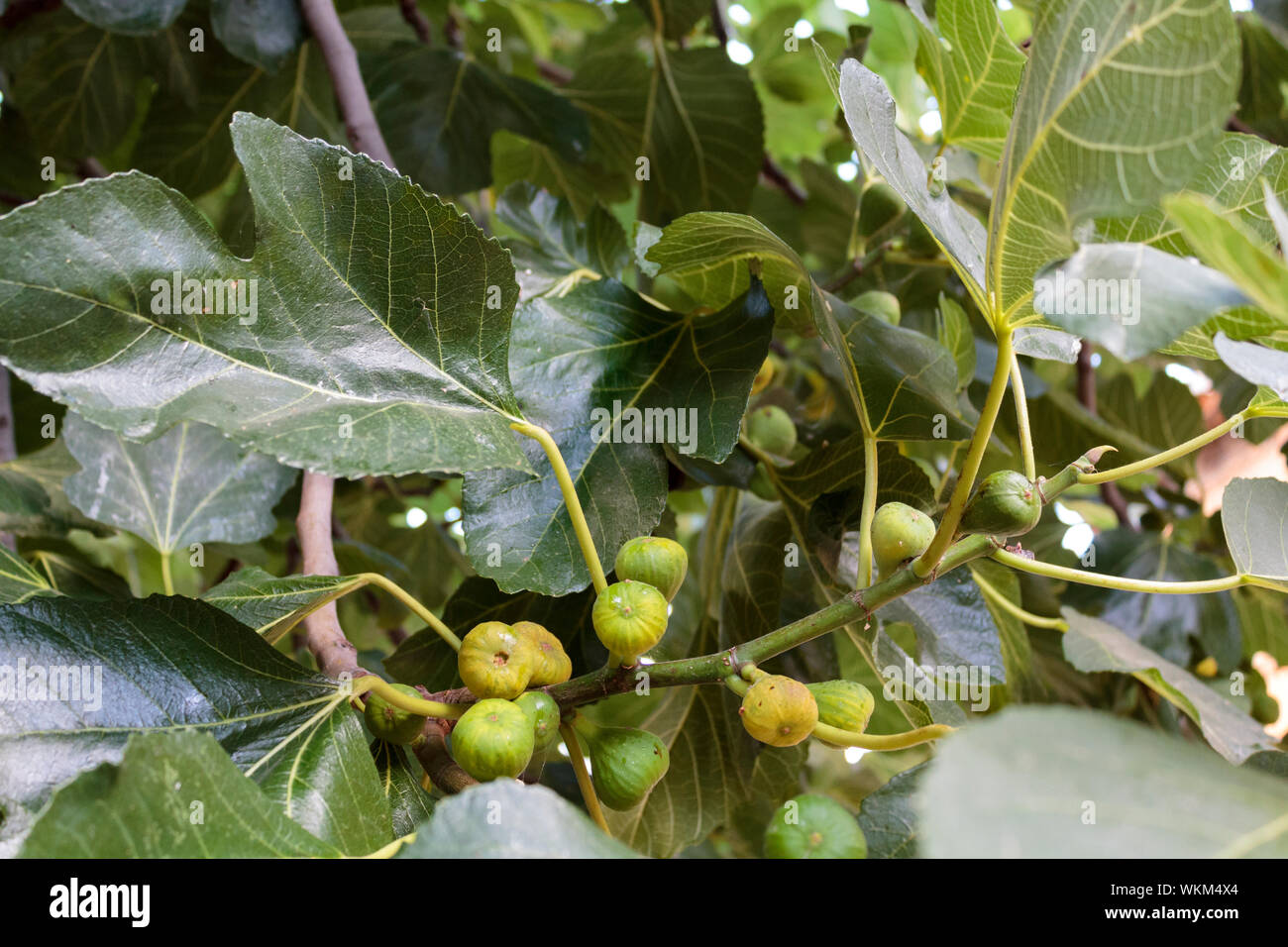 Figs on a fig tree Stock Photo Alamy