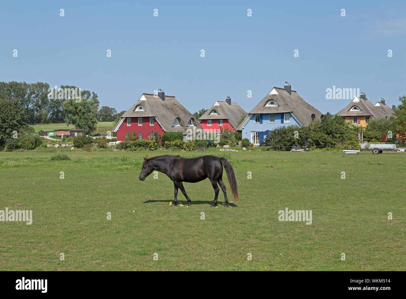 pony and thatched houses, Ahrenshoop, Mecklenburg-West Pomerania, Germany Stock Photo