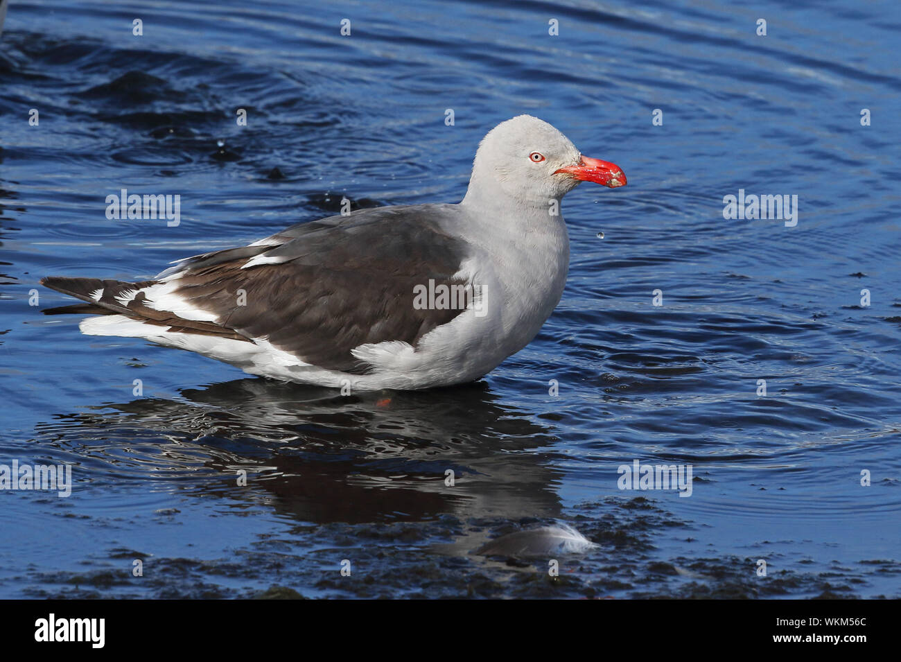 Dolphin Gull (Larus scoresbii) adult standing in shallow water bathing  Tierra del Fuego, Chile            January Stock Photo