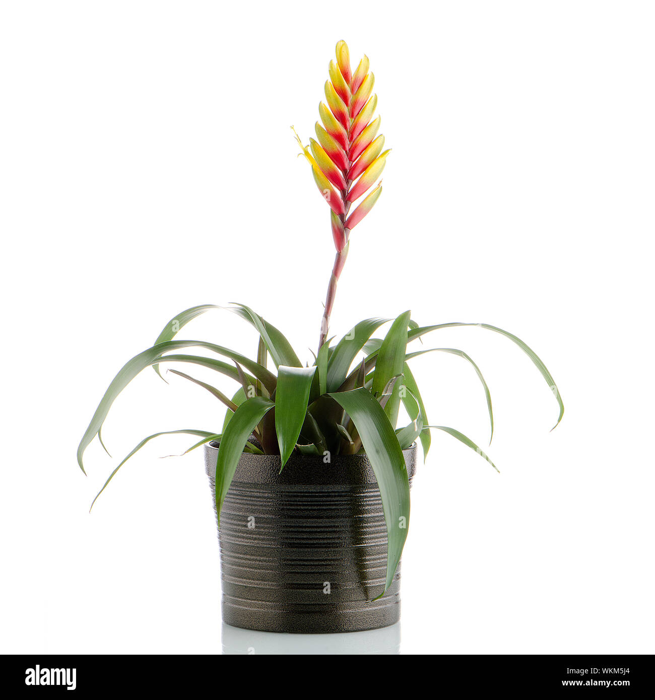 Yellow and red bromelia Flower on white background. Stock Photo