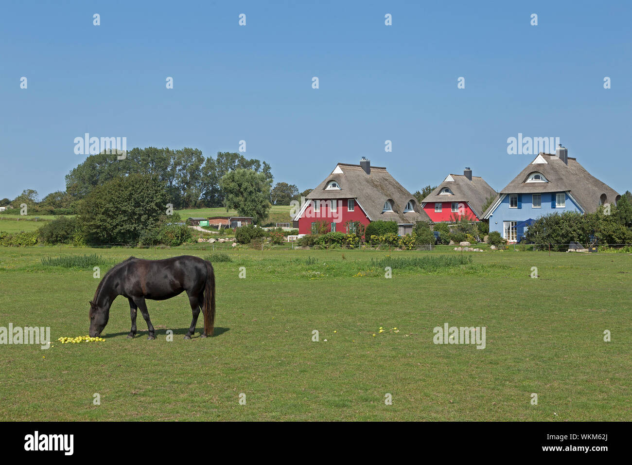 pony and thatched houses, Ahrenshoop, Mecklenburg-West Pomerania, Germany Stock Photo