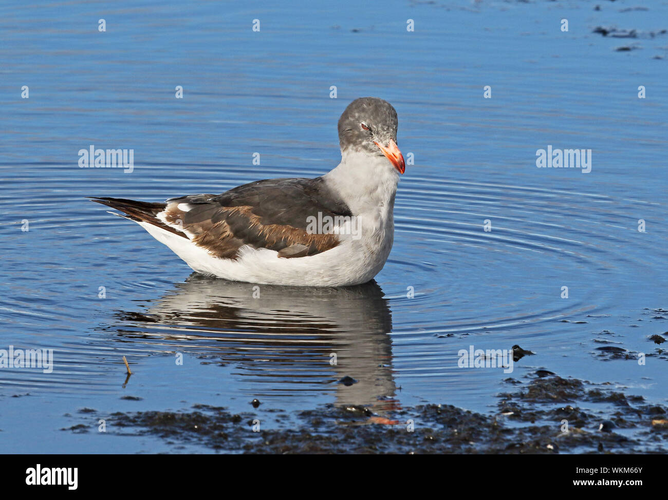 Dolphin Gull (Larus scoresbii) immature standing in shallow water bathing  Tierra del Fuego, Chile            January Stock Photo
