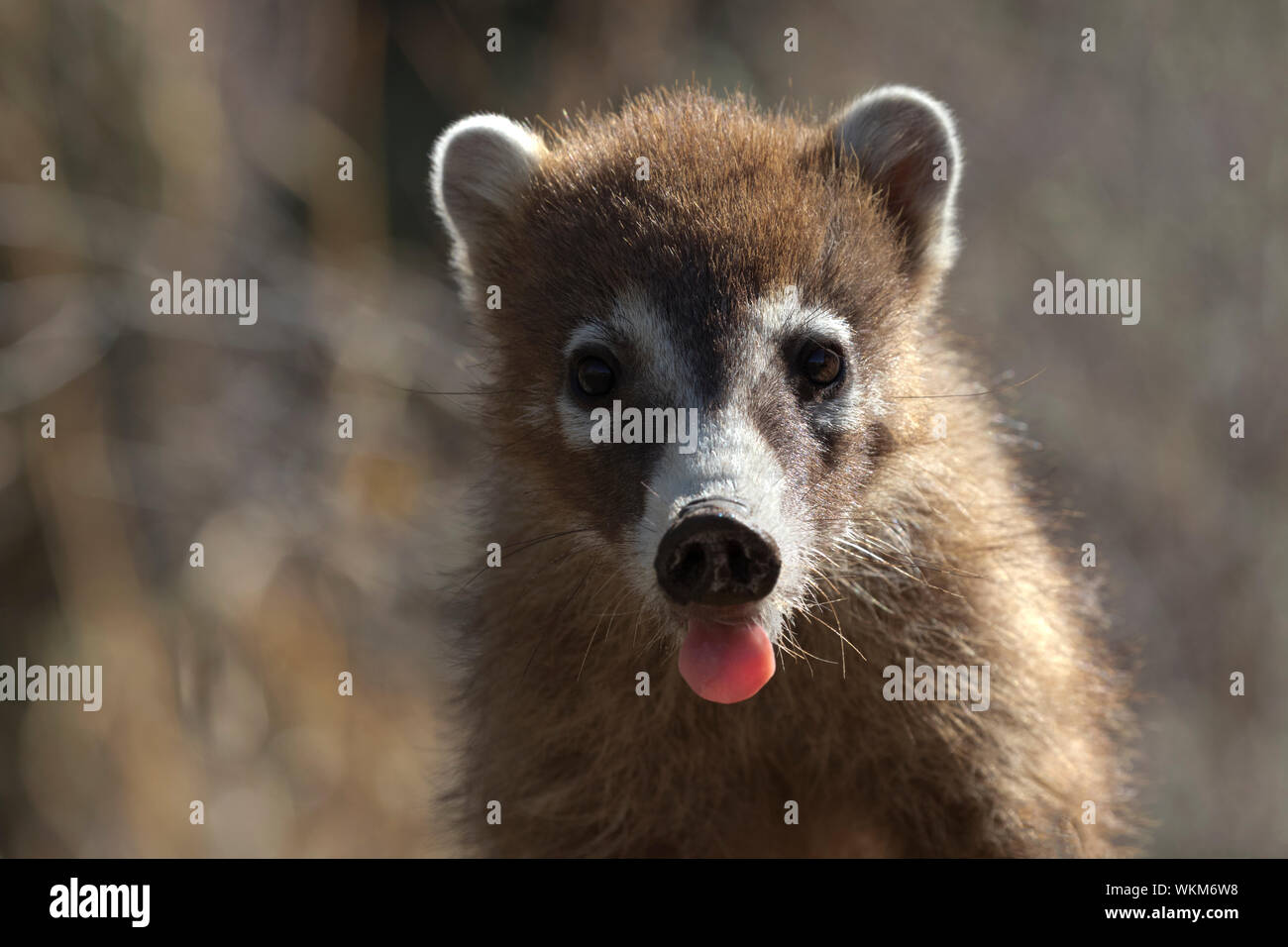 Wild, distinctive coatimundi has tongue out on hot, summer day in Sonorana desert.  Distinctive  coati, is found in Arizona and down into South Americ Stock Photo