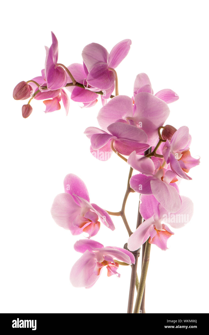 Closeup detail of pink orchid isolated on white background Stock Photo ...