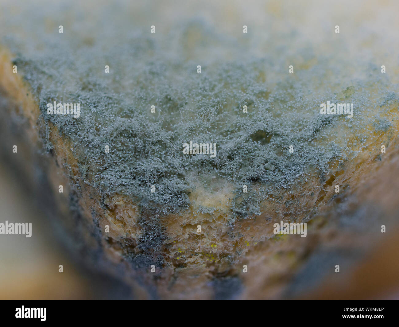 close up texture of growing bread mold (Rhizopus Stock Photo - Alamy