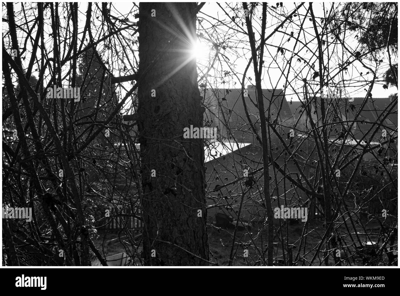 Tree Trunk Amidst Veins Stock Photo Alamy