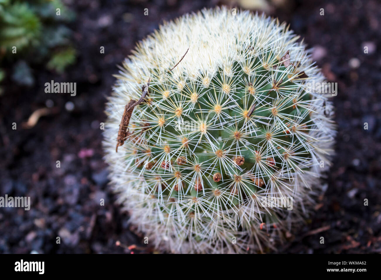 Pincushion Cactus (mammillaria crinita) cactus Stock Photo - Alamy