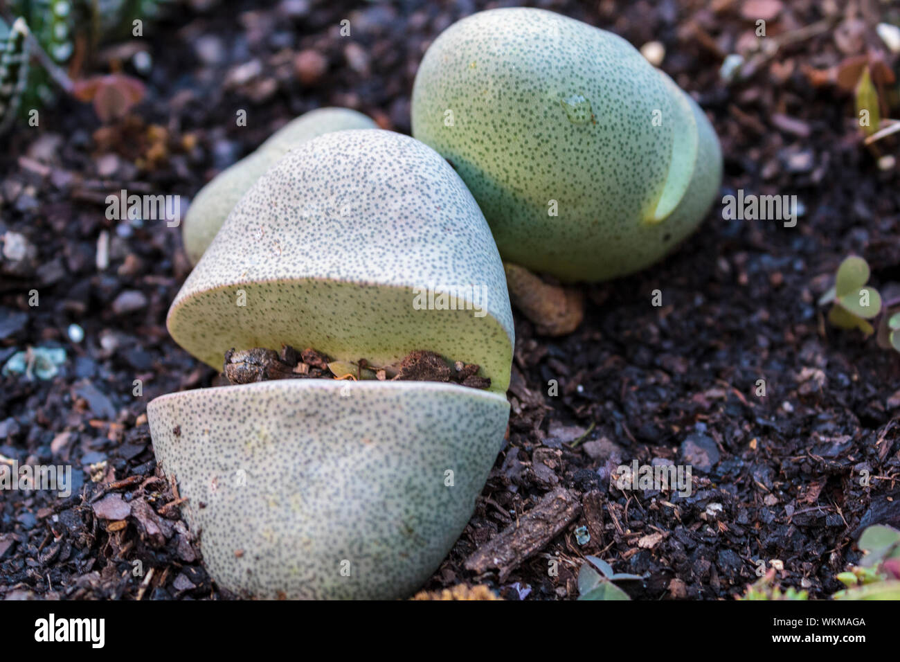 Split Rock (Pleiospilos nelii) plant Stock Photo - Alamy