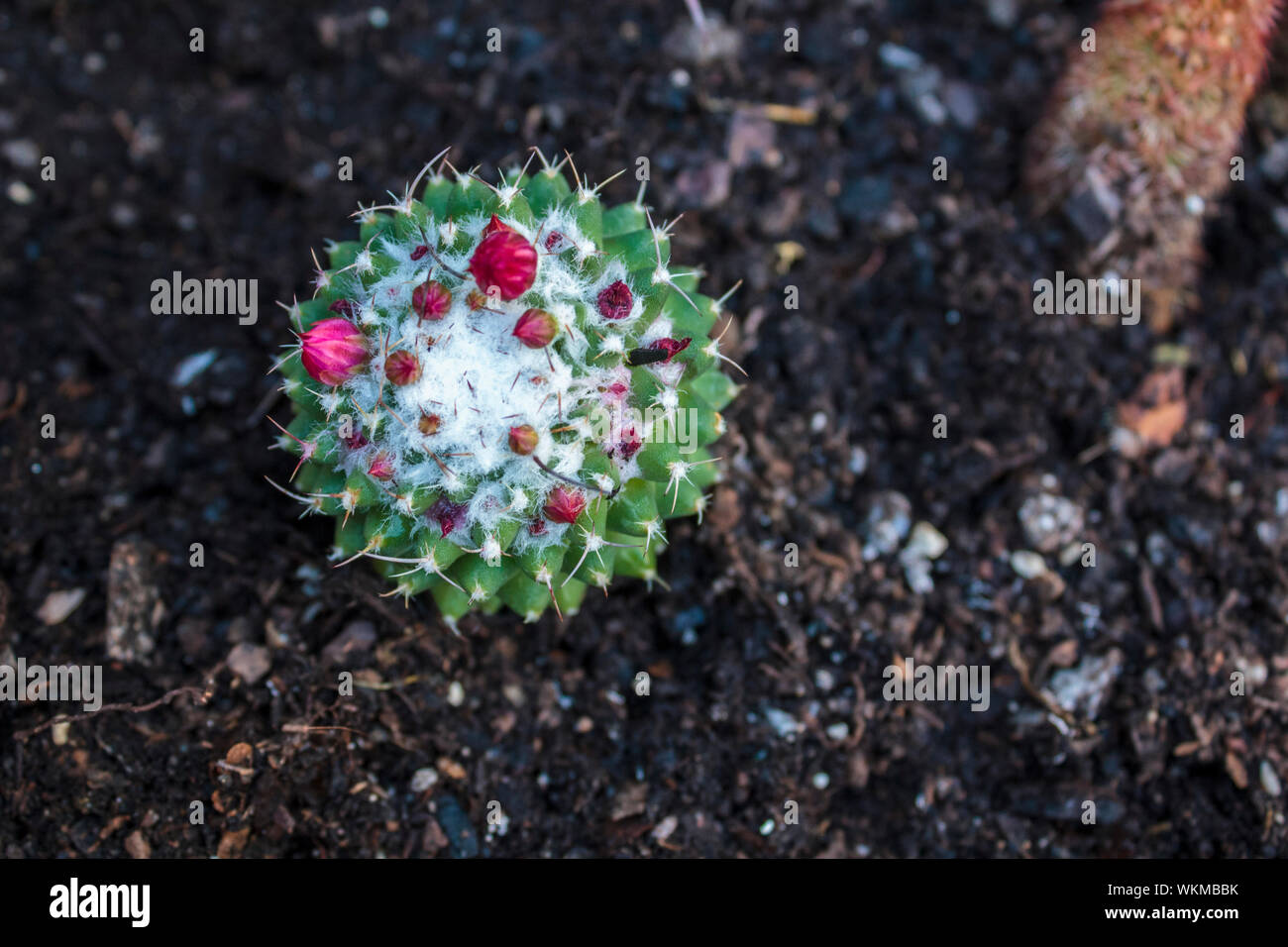 Top view of Mammillaria rhodantha cactus Stock Photo