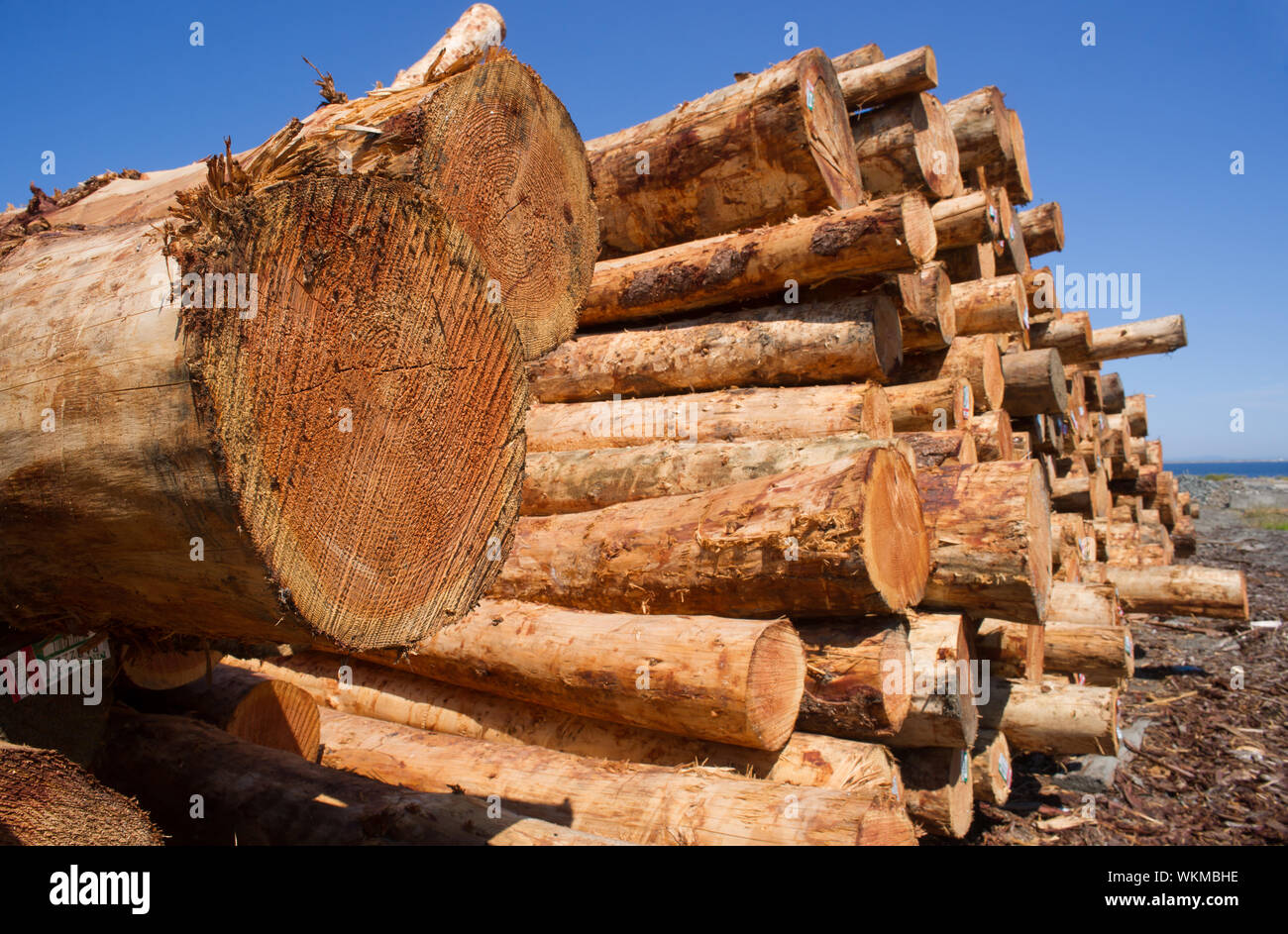 Trees cut and gathered waiting for the next stage of production or ...