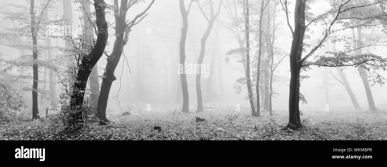 Dense mixed forest view Black and White Stock Photos & Images - Alamy