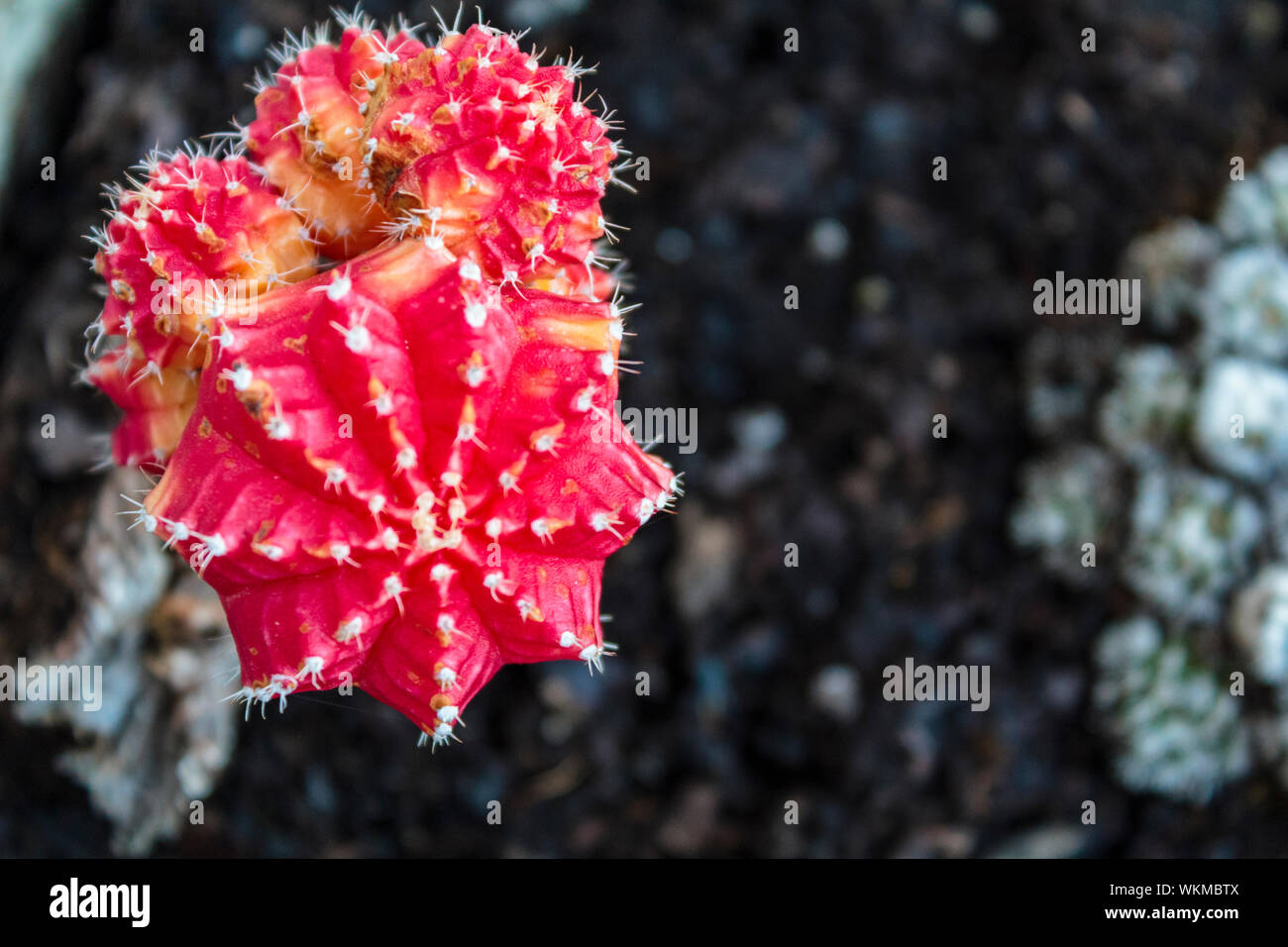 Red moon, Gymnocalycium mihanovichii, cactus Stock Photo - Alamy