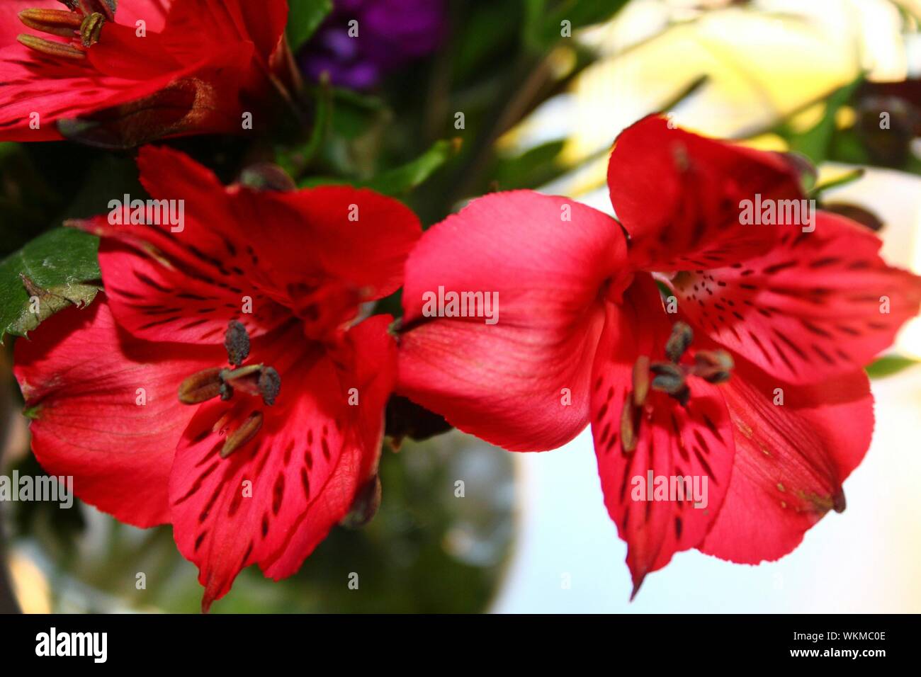 Red alstroemeria hi-res stock photography and images - Alamy