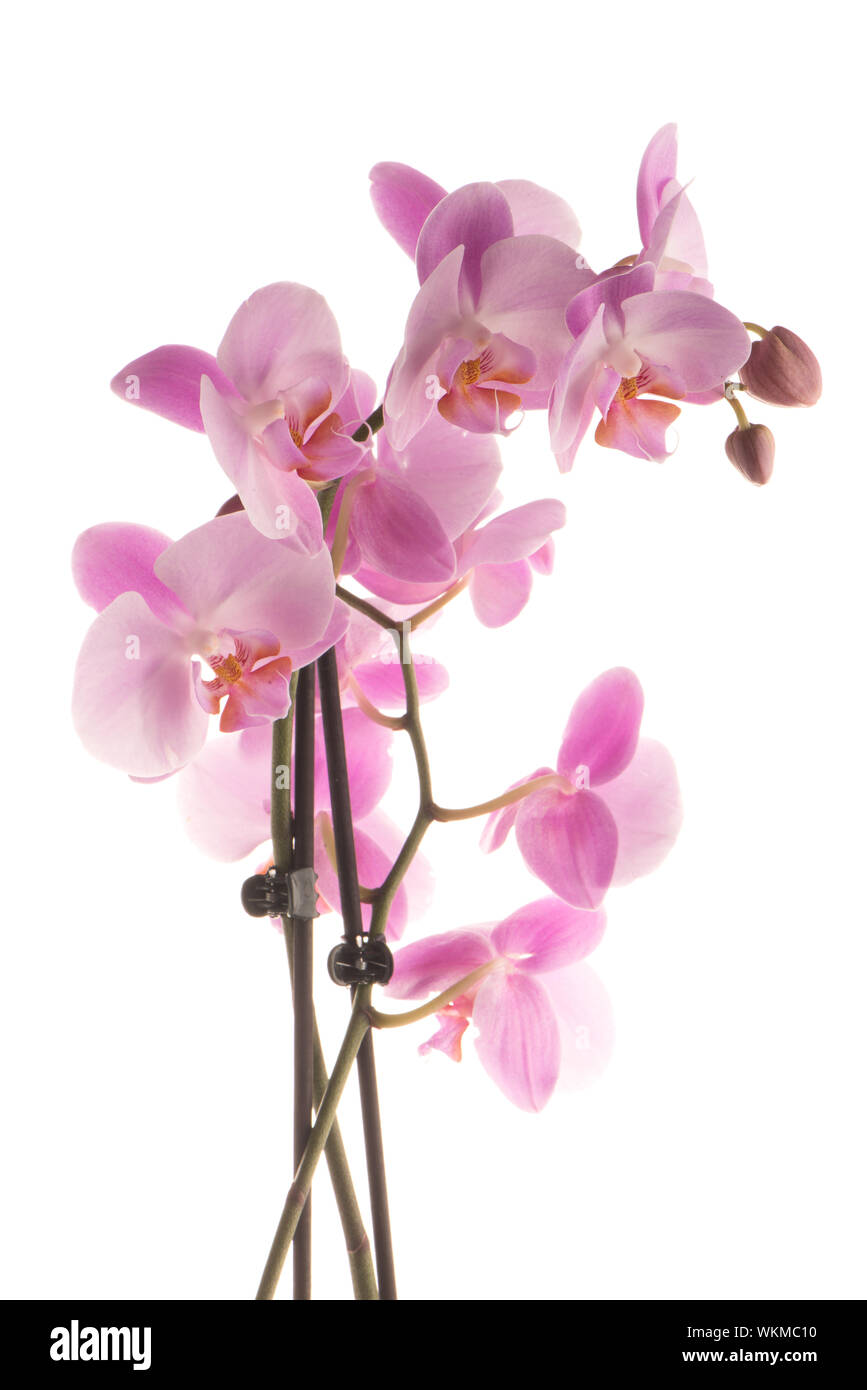 Closeup detail of pink orchid isolated on white background Stock Photo ...
