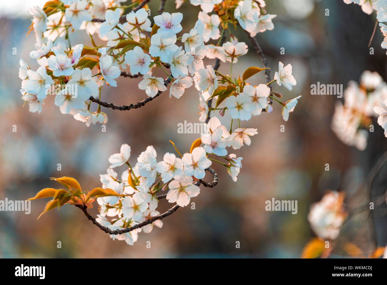 Flowering cherry blossoms in spring, Japanese cherry blossom, Kyoto