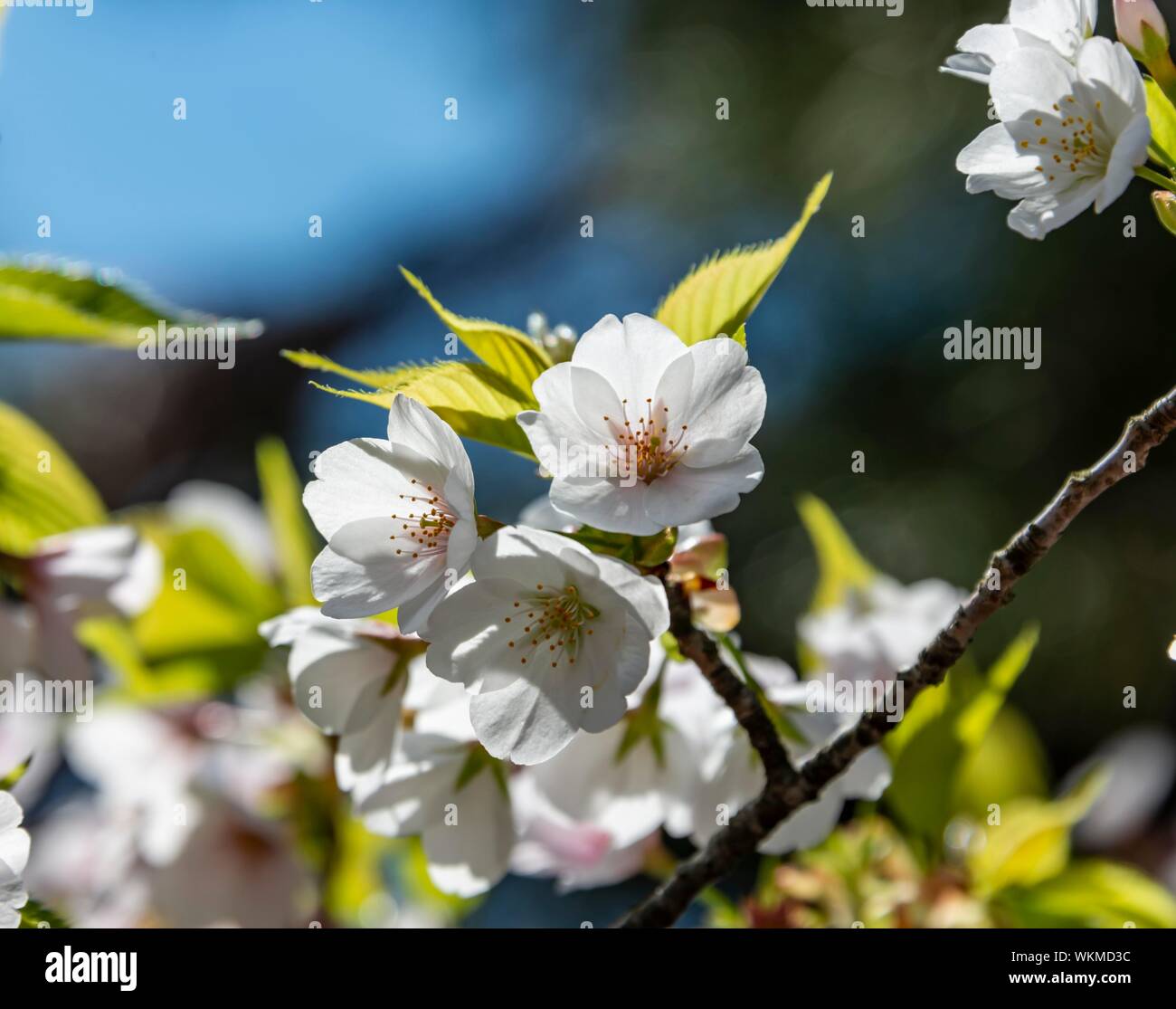 Flowering cherry blossoms in spring, Japanese cherry blossom, Kyoto