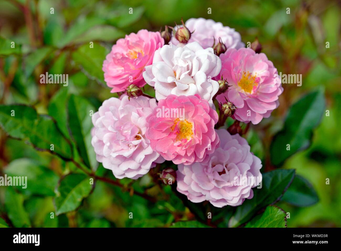 Rosa cameo hi-res stock photography and images - Alamy