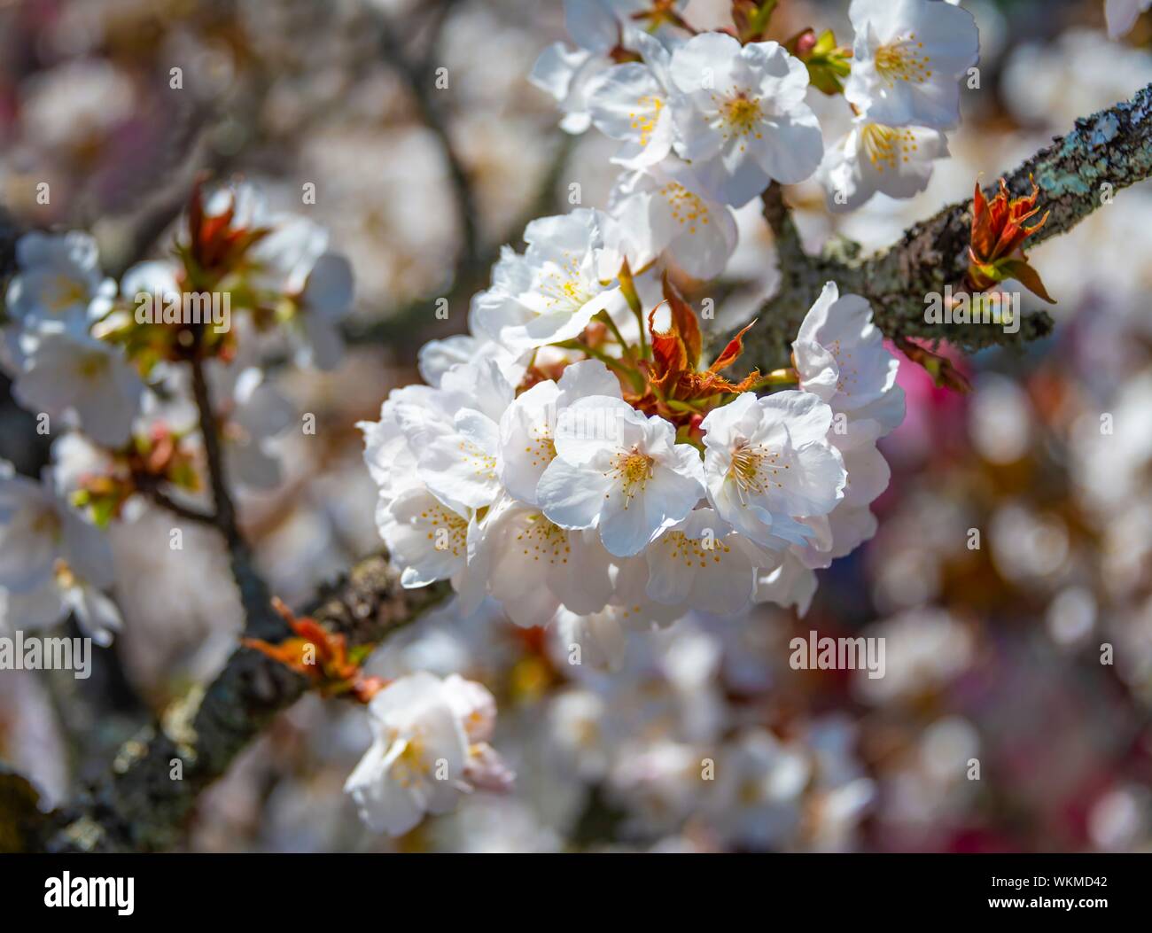 Flowering cherry blossoms in spring, Japanese cherry blossom, Kyoto