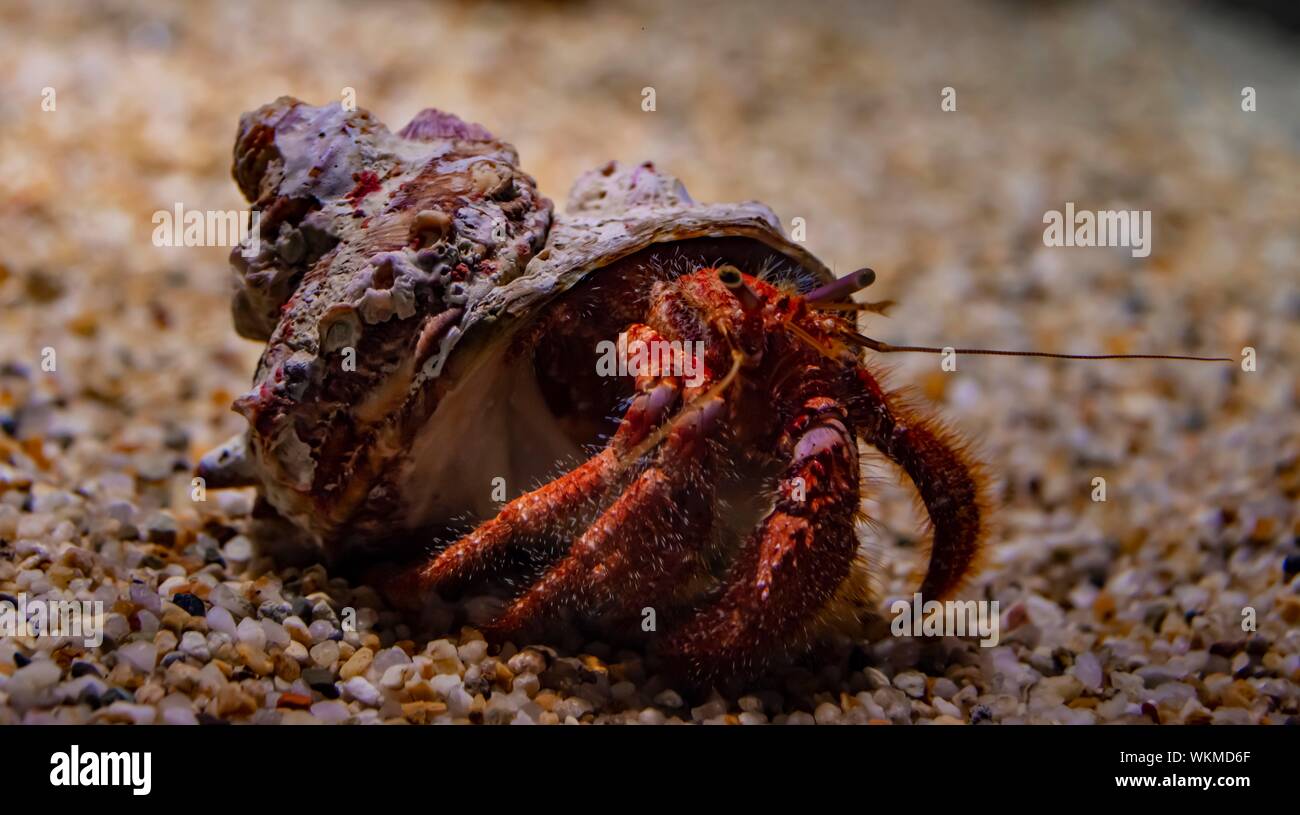 Hermit crab (Paguroidea) in snail shell, Osaka Aquarium Kaiyukan, Osaka