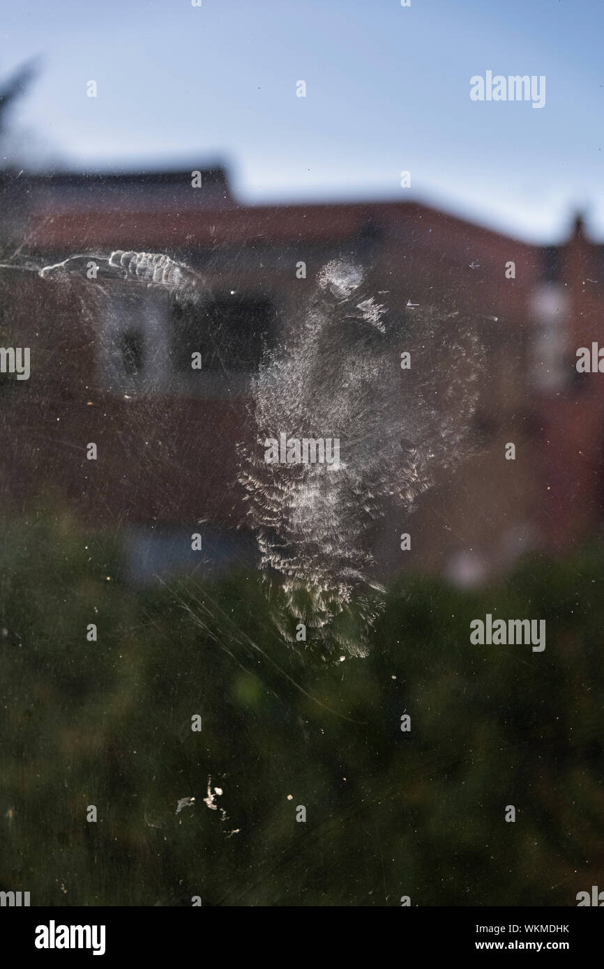 Mark of a bird hitting a glass window Stock Photo Alamy
