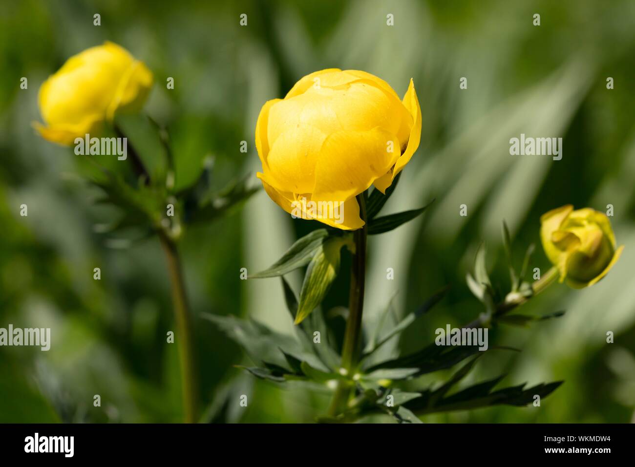 Globeflower (Trollius europaeus), Germany Stock Photo