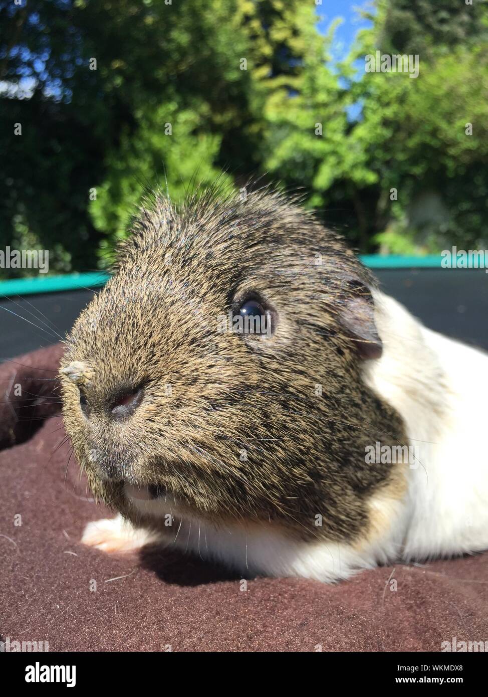 Guinea Pig On Trampoline Stock Photo Alamy