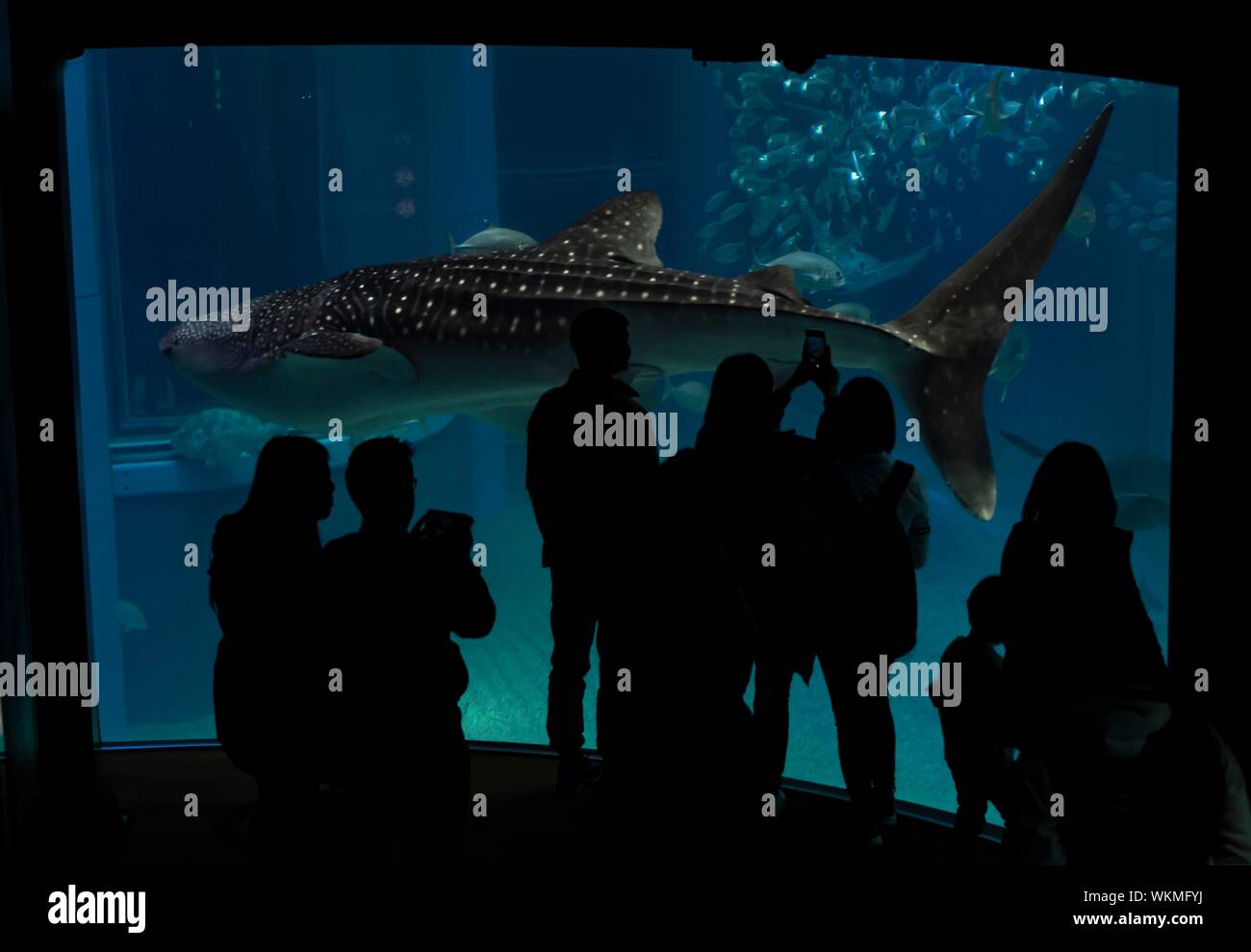 Silhouettes of visitors in front of a large aquarium with sea fish, large Whale shark (Rhincodon typus) swimming by, Osaka Aquarium Kaiyukan, Osaka Stock Photo