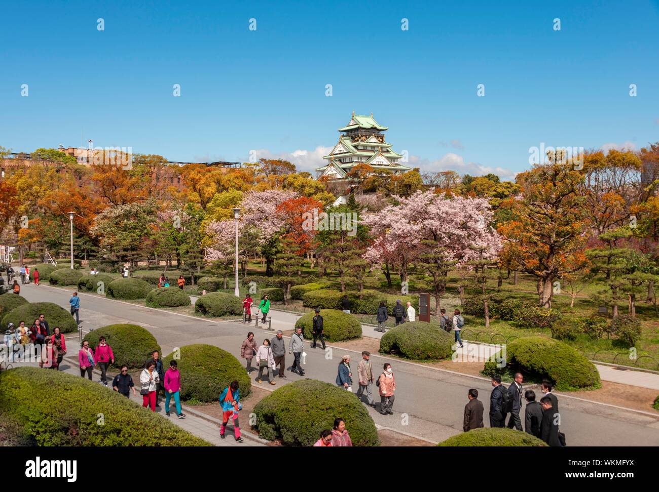 Osaka Castle with flowering cherry trees in the park, Osaka Castle Park, Chuo-ku, Osaka, Japan Stock Photo