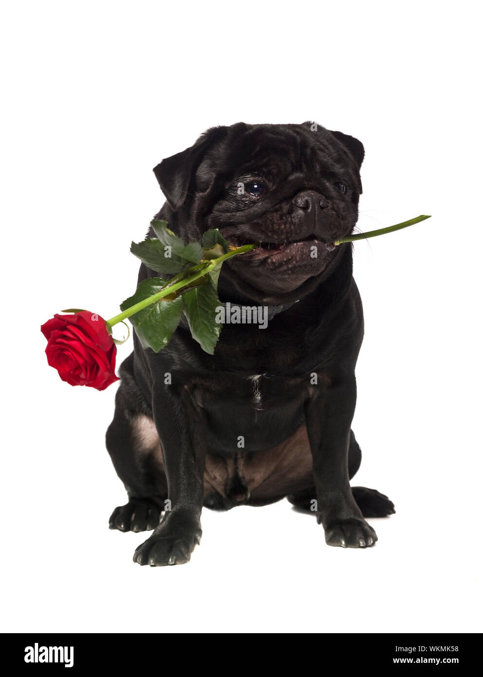 Black pug with a rose in the mouth isolated on white Stock Photo