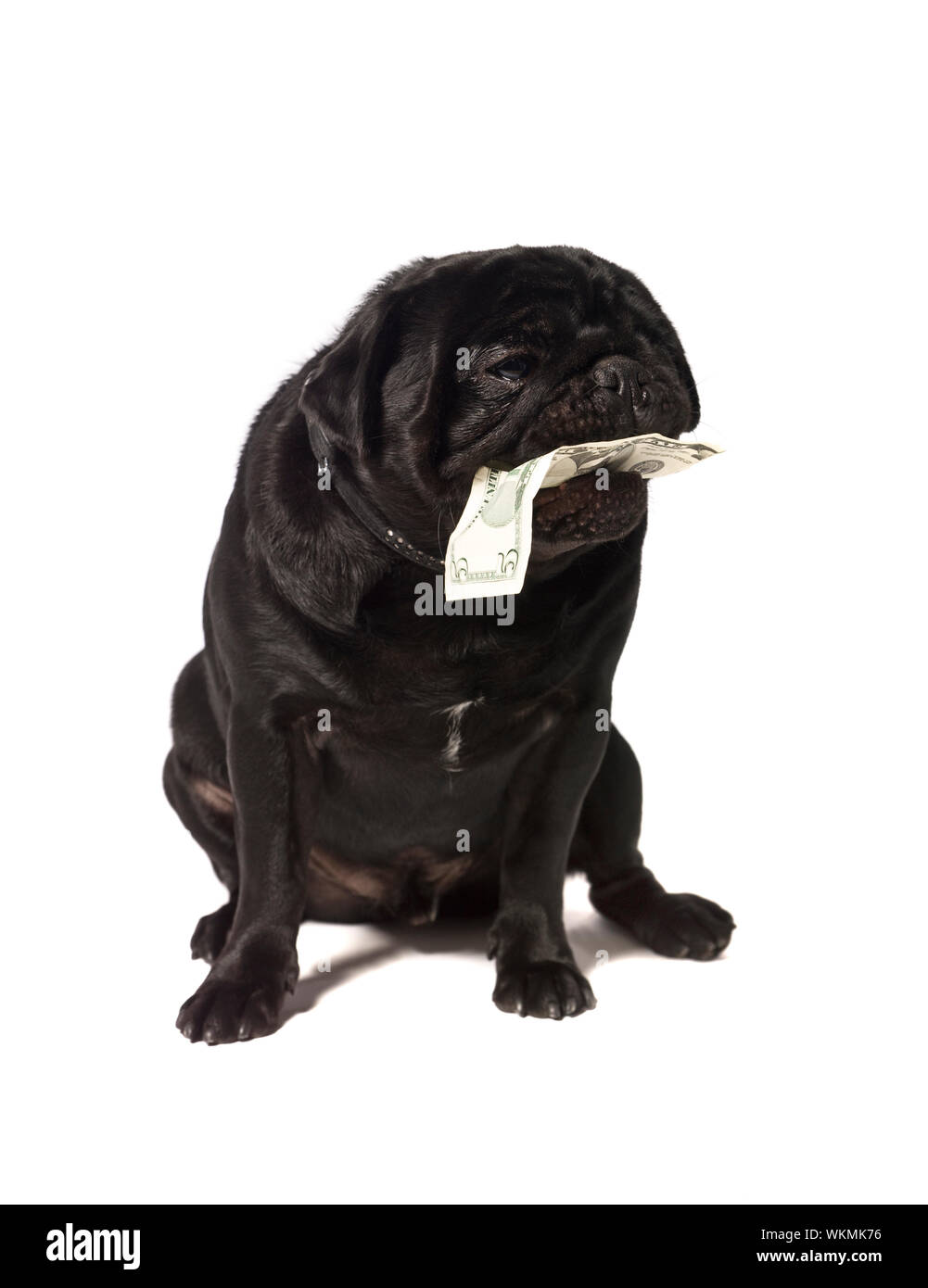 Black pug with dollar bills in the mouth isolated on a white background Stock Photo