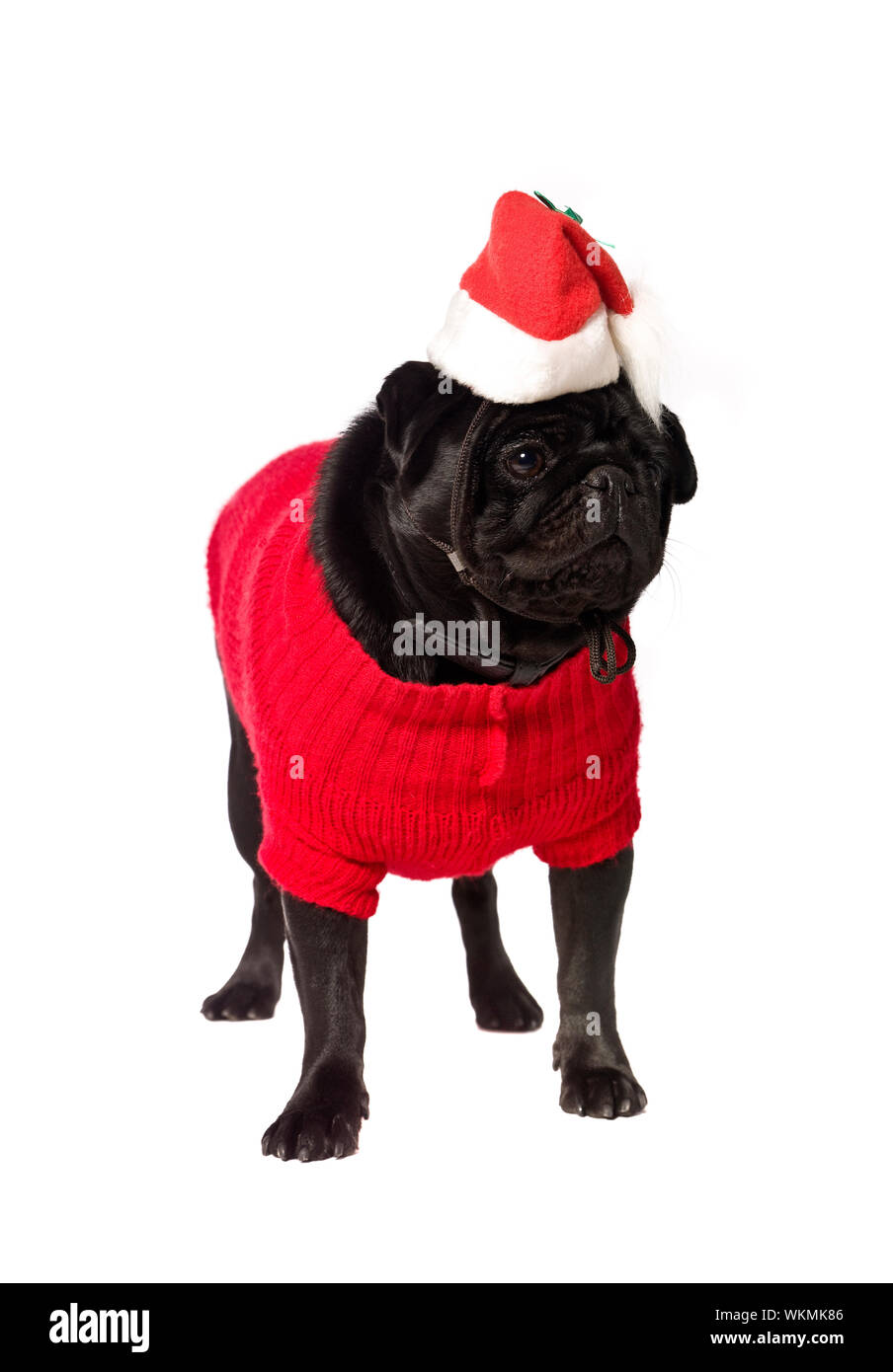 pug christmas clothes