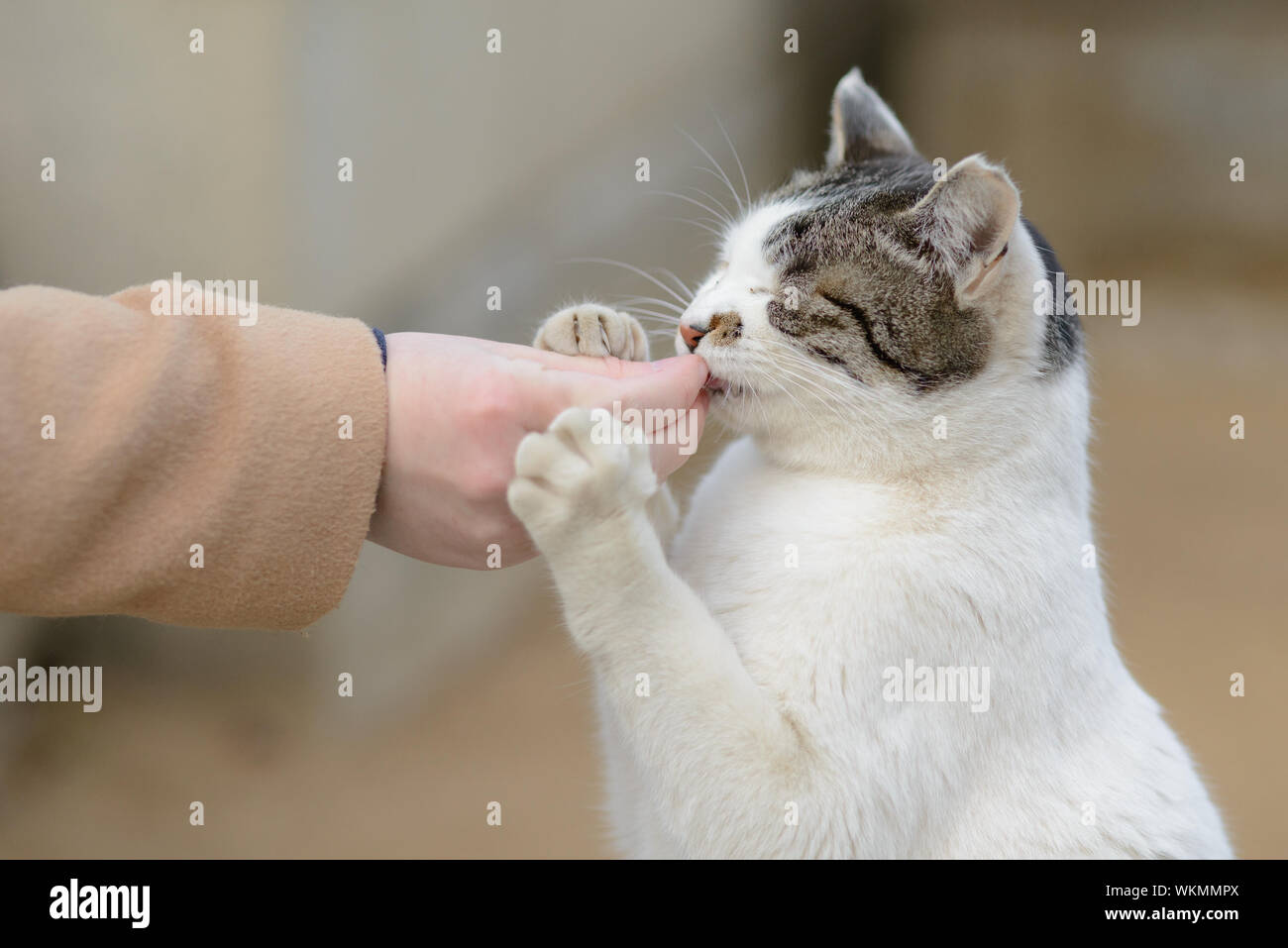 hand feeding cat