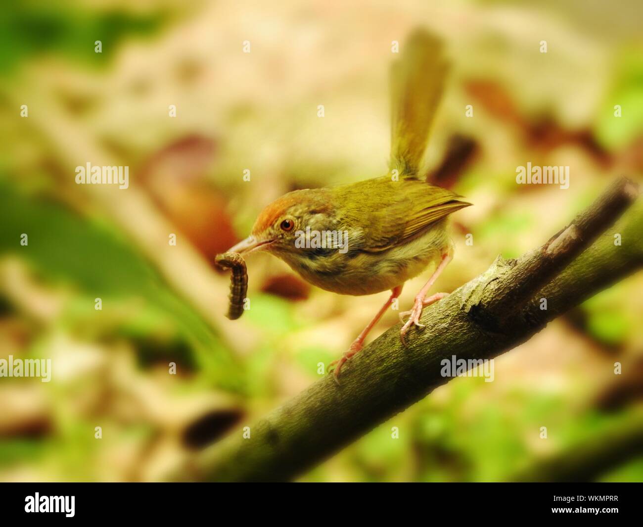 Bird eating insect hires stock photography and images Alamy