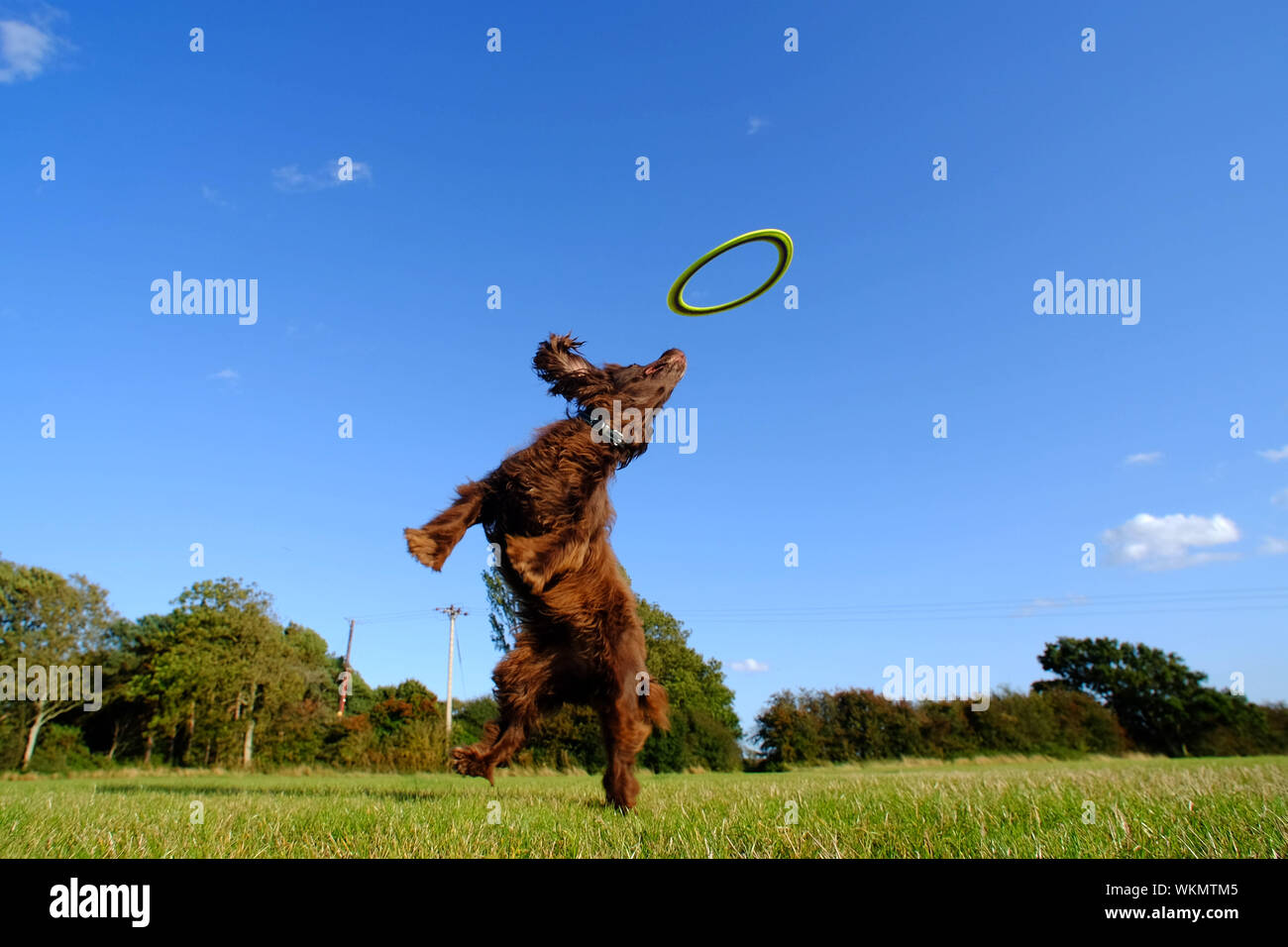 Ripe, East Sussex, UK. 4th September 2019. Fudge the Cocker spaniel jumps for a frisbee at the end of a sunny day in East Sussex. © Peter Cripps/Alamy Live News Stock Photo