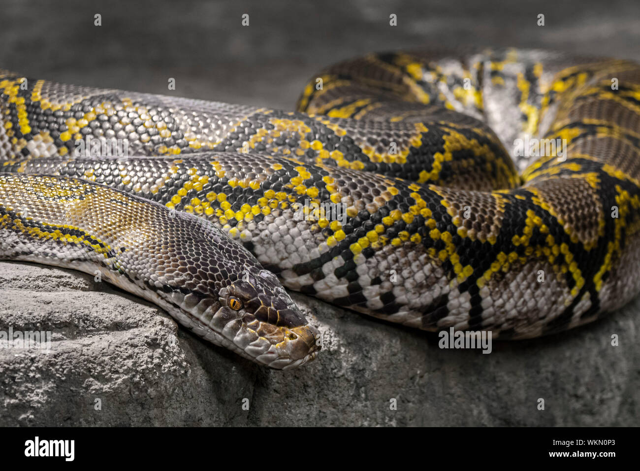 Reticulated python (Malayopython reticulatus / Python reticulatus) nonvenomous constrictor snake native to South and Southeast Asia resting on rock Stock Photo