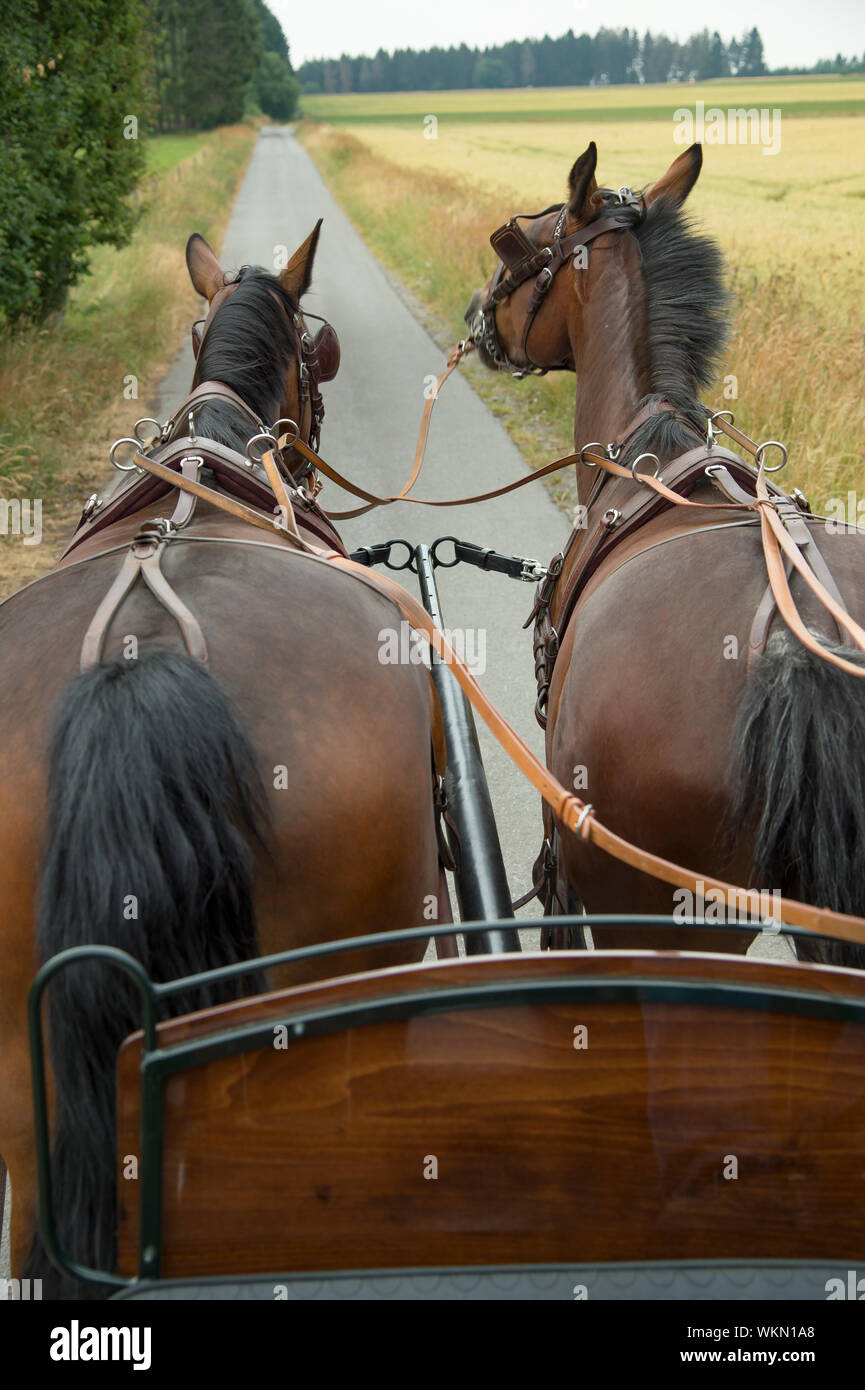 Two horses of the breed Saxon Thuringian heavy warm blood pull a carriage. Close-up. A horse pulls its head up. Something bothers the horse. Stock Photo