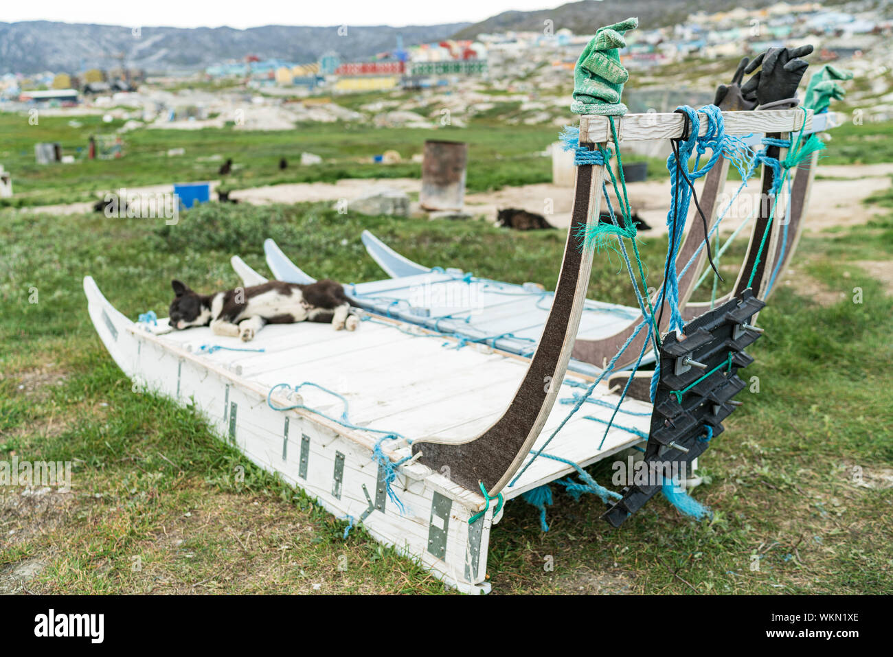 Greenland dog sled and husky sled dog puppy in Ilulissat Greenland. Two dog sleds parked in summer nature landscape on Greenland. Stock Photo