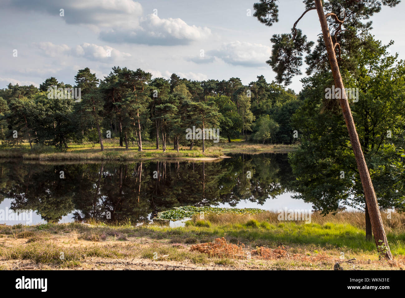 Black Water Nature Reserve in the Hohe Mark Westmünsterland Nature Park, near Wesel,   Germany Stock Photo