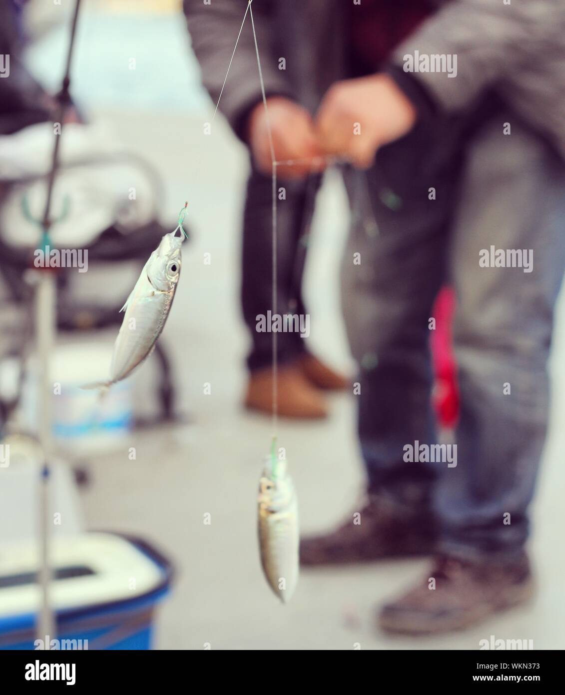 Fish Hanging From String By Men Stock Photo Alamy