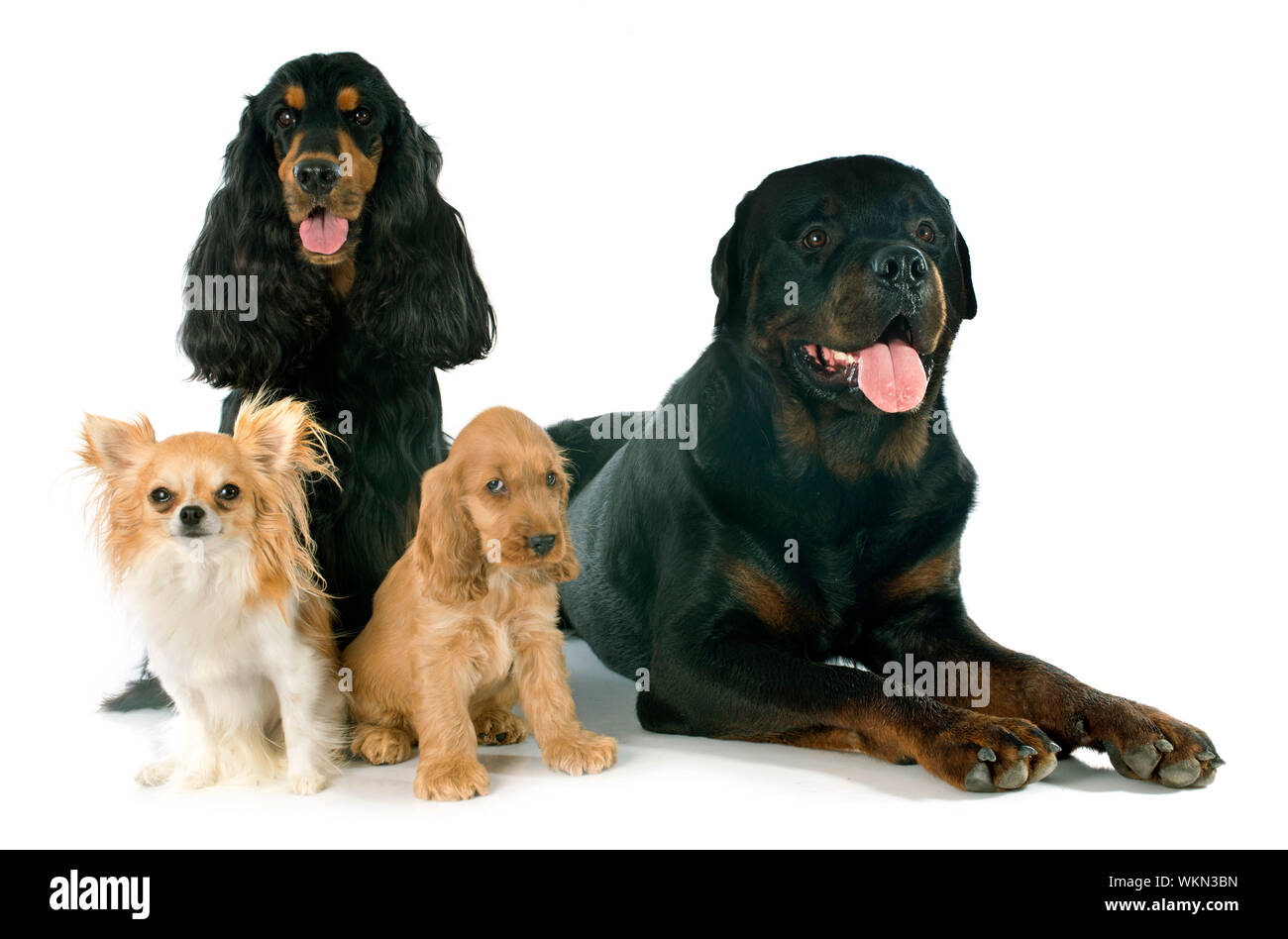 portrait of english cockers chihuahua and rottweiler in a studio