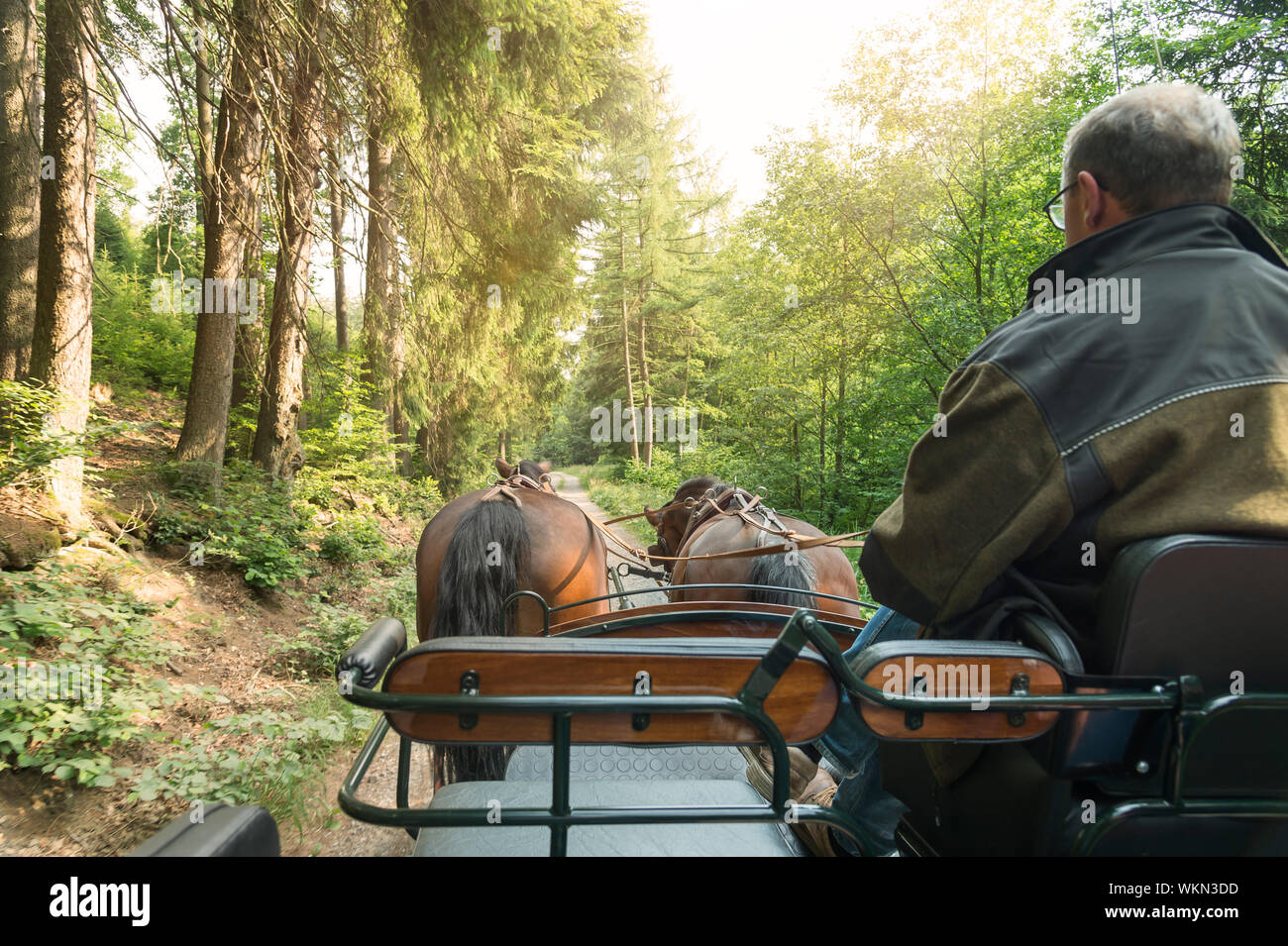 A man drives a carriage with two horses (Saxon Thuringian heavy warm blood). The ride is on a forest path. Sun shines through the treetops. Stock Photo