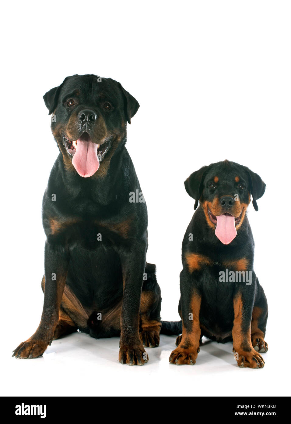 puppy and adult rottweiler in front of white background Stock Photo - Alamy