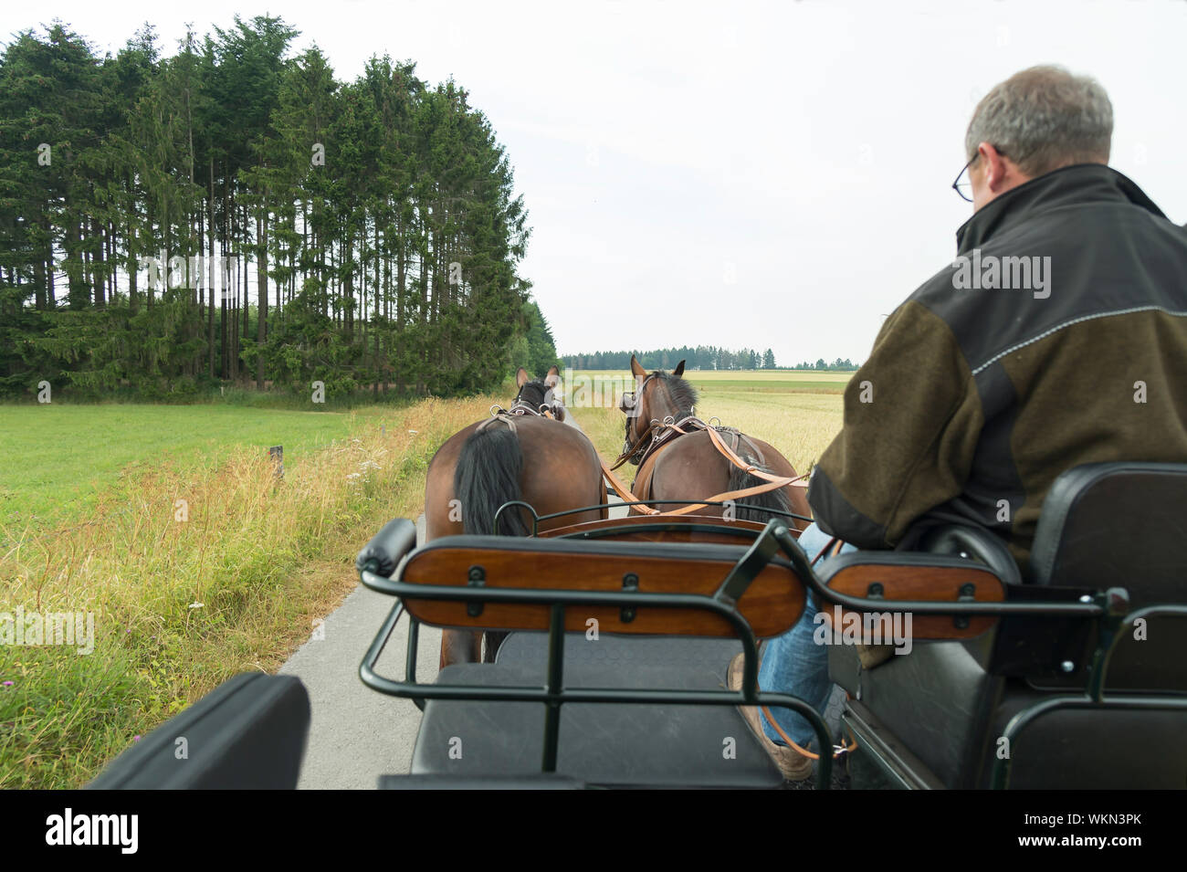 Two horses (Saxon Thuringian heavy warm blood) pull a carriage into green landscape. In the foreground is the coachman, he wears casual clothes. Stock Photo