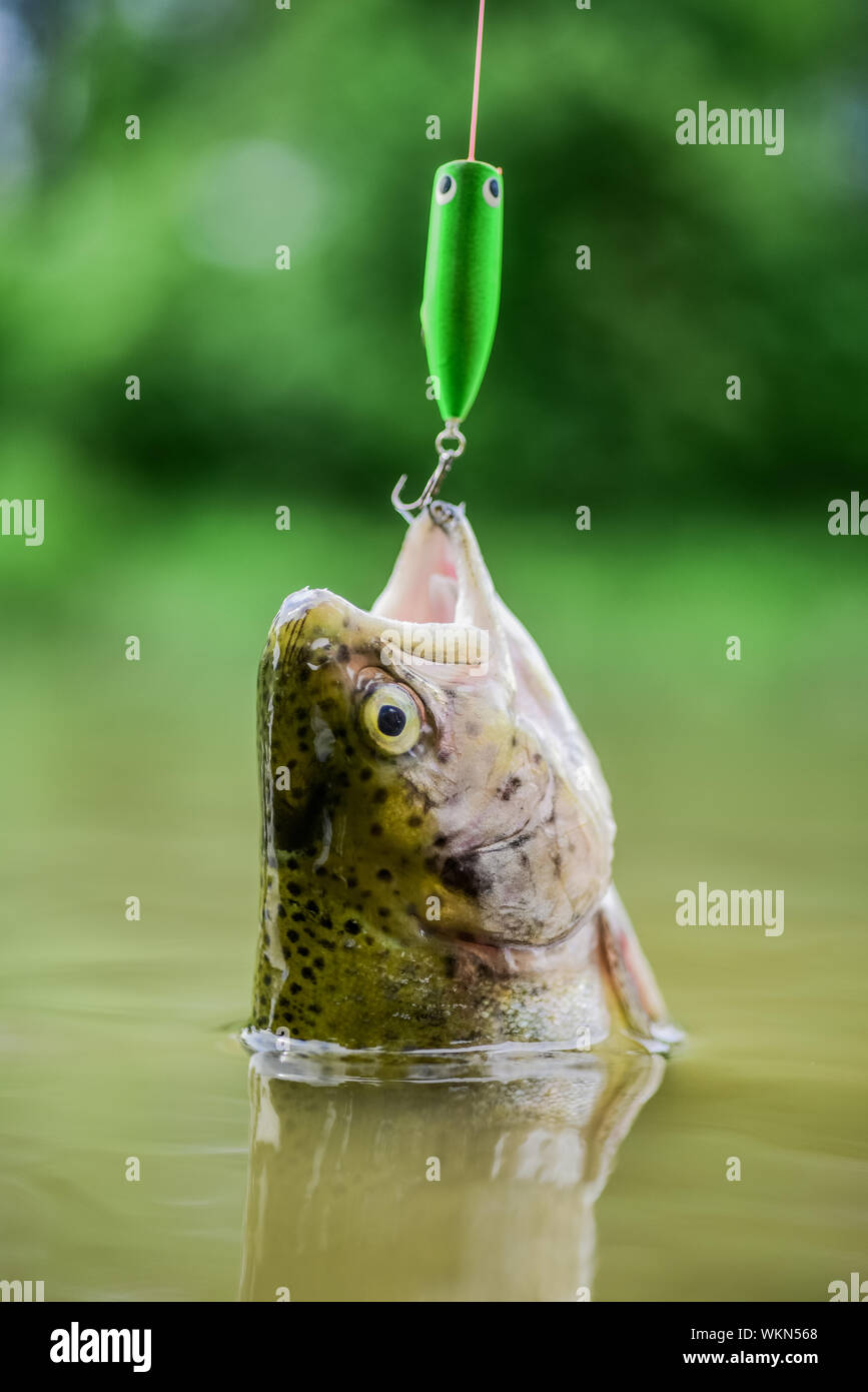 On hook. Silence concept. Fish open mouth hang on hook. fishing equipment.  Fish trout caught in freshwater. Bait spoon line fishing accessories. Fish  in trap. Victim of poaching. Save nature Stock Photo 
