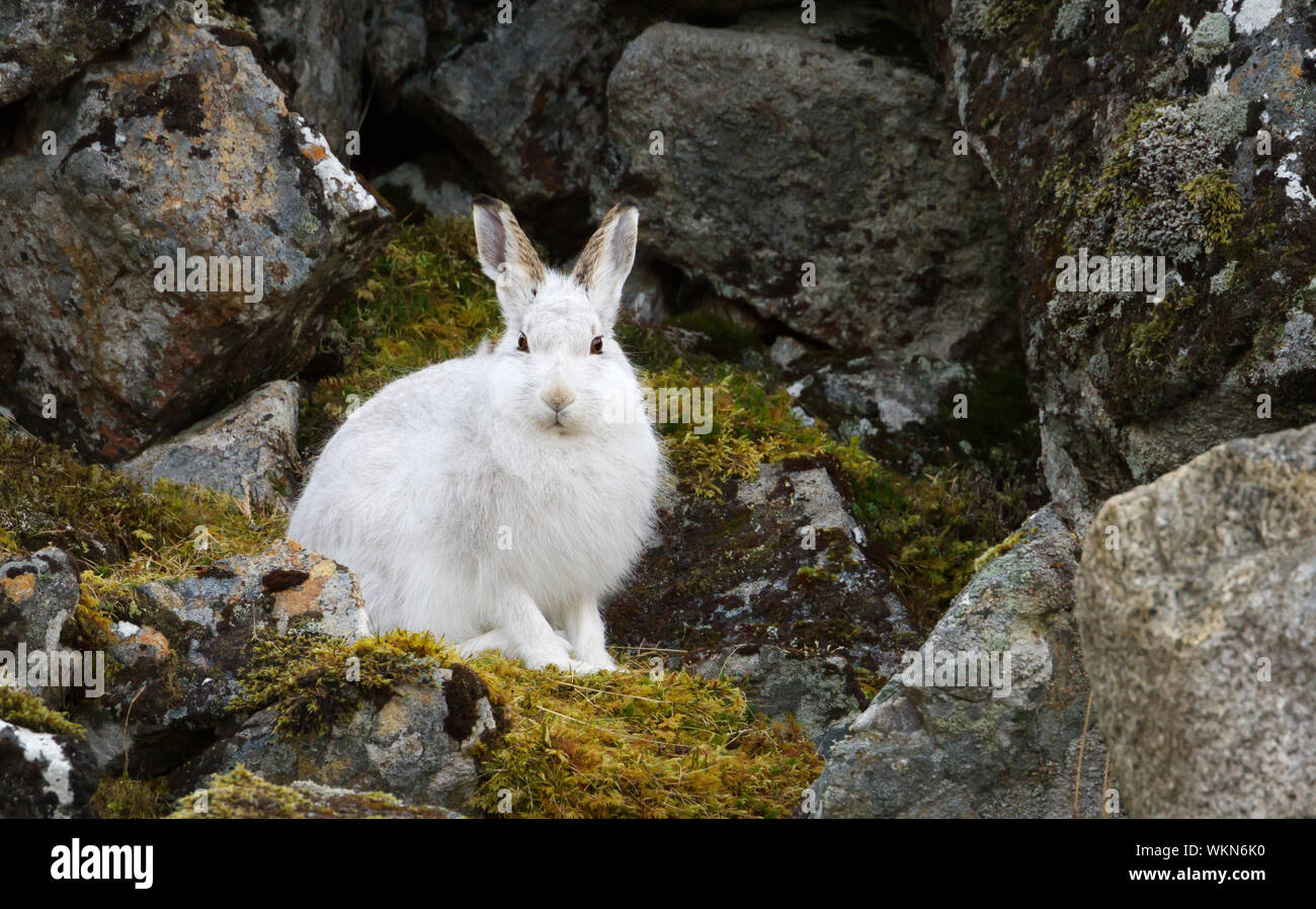 Close up of a Mountain hare (Lepus timidus) in the highlands of Scotland. Stock Photo