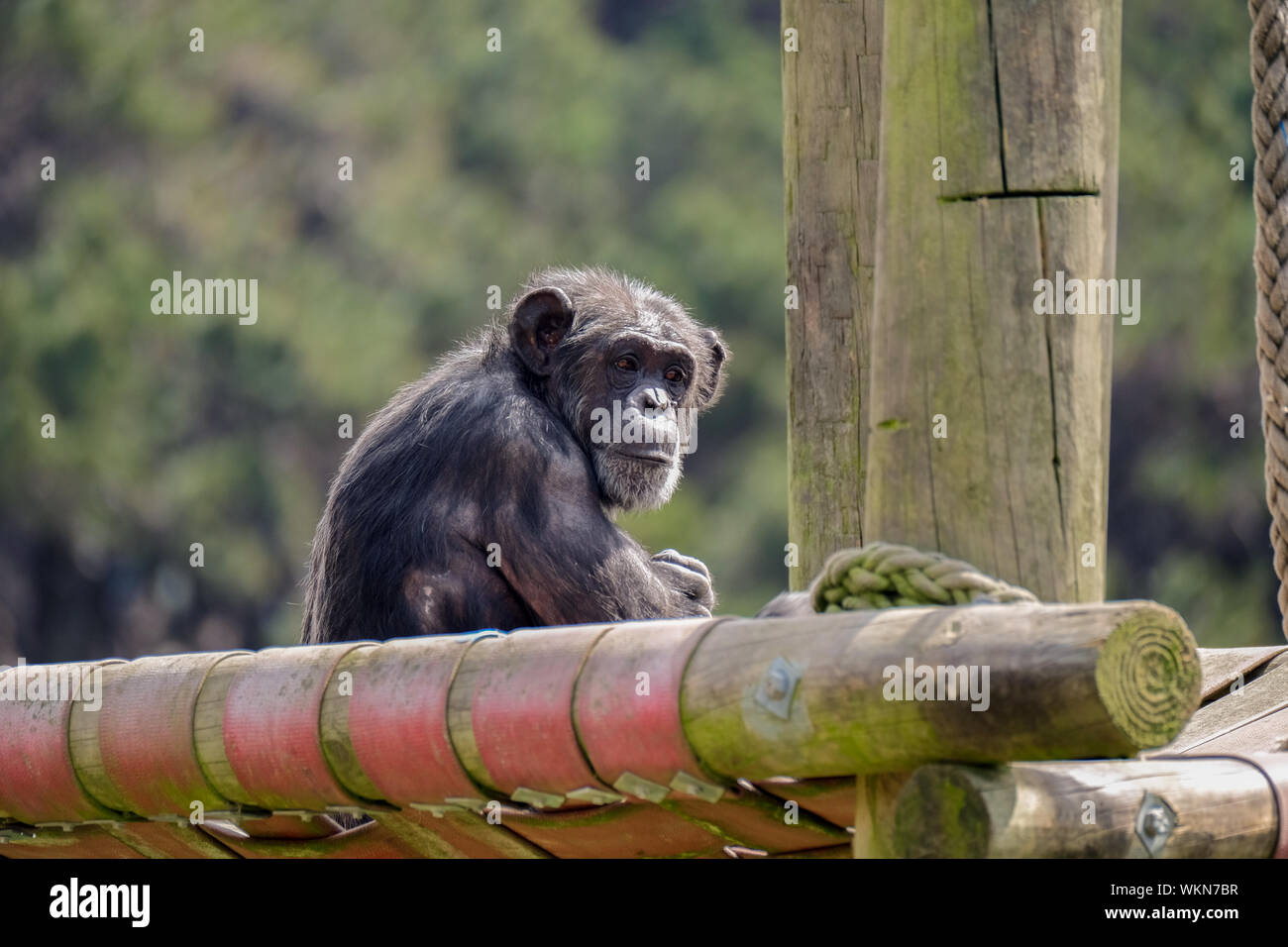 Old Chimpanzee In A Zoo Stock Photo