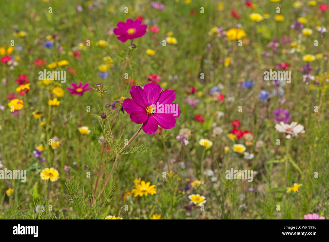 Wild flowers germany hires stock photography and images Alamy