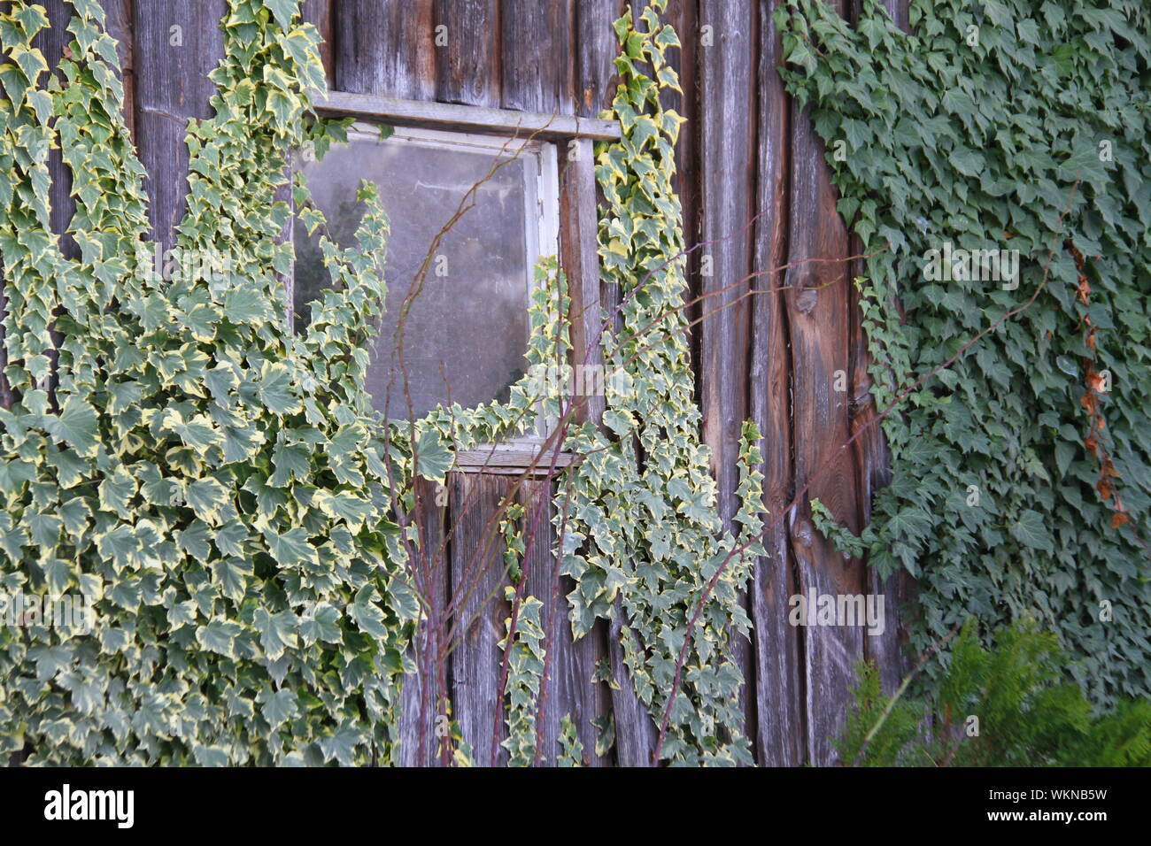 Plants Growing On Wooden Wall Stock Photo Alamy